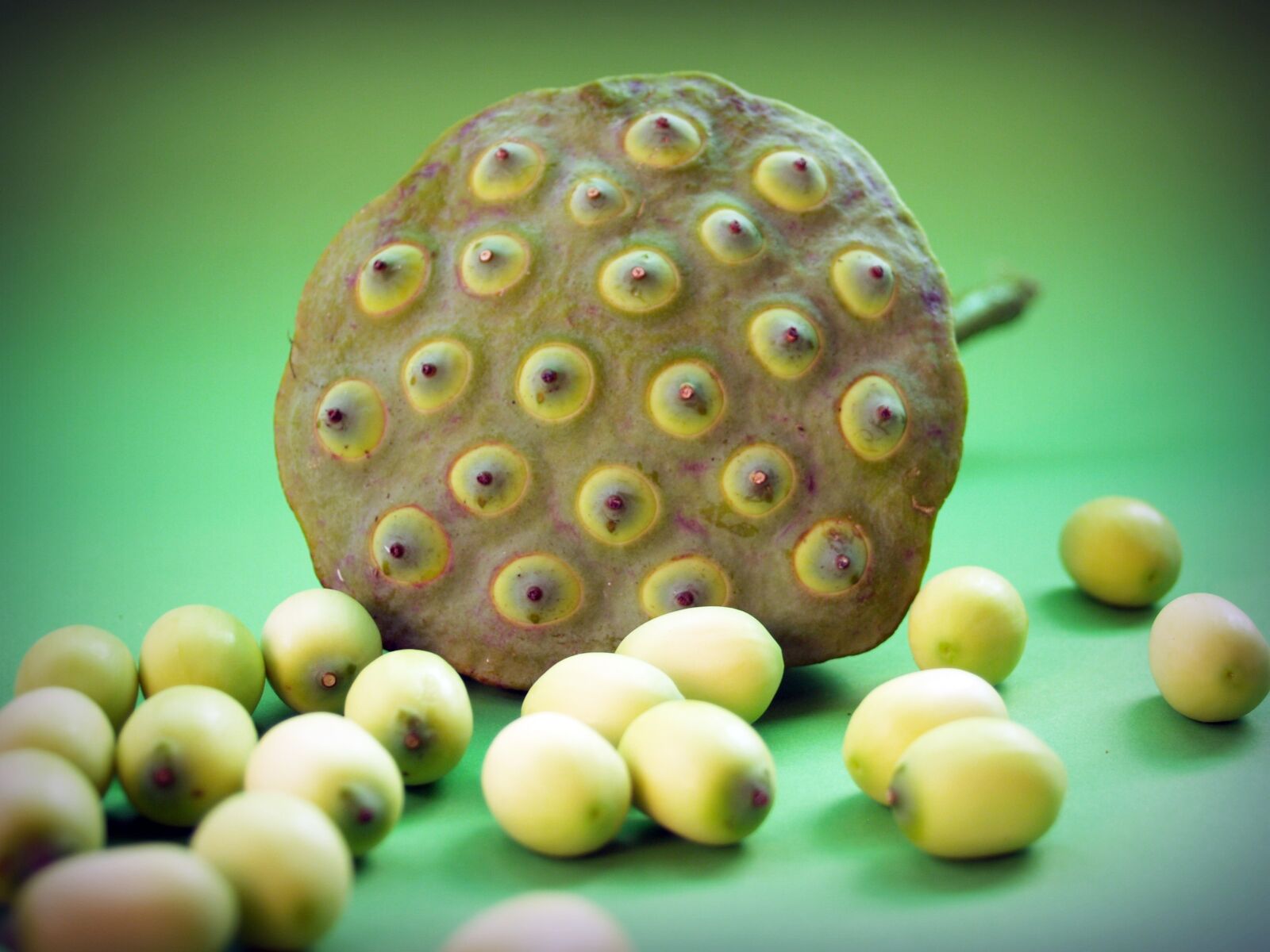 Olympus E-300 (EVOLT E-300) sample photo. Lotus, seed, flower photography