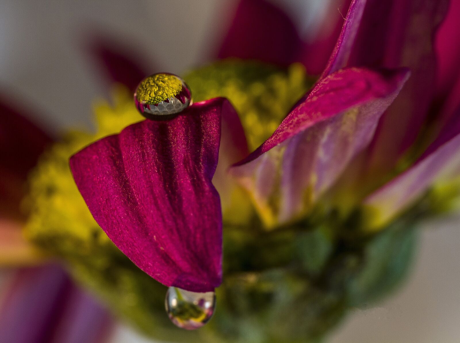 Canon EOS 7D sample photo. Flower, nature, no one photography