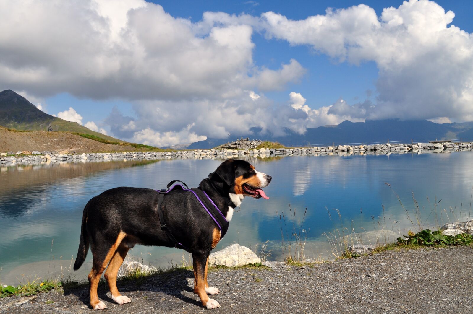 Nikon D5000 sample photo. Great swiss mountain dog photography