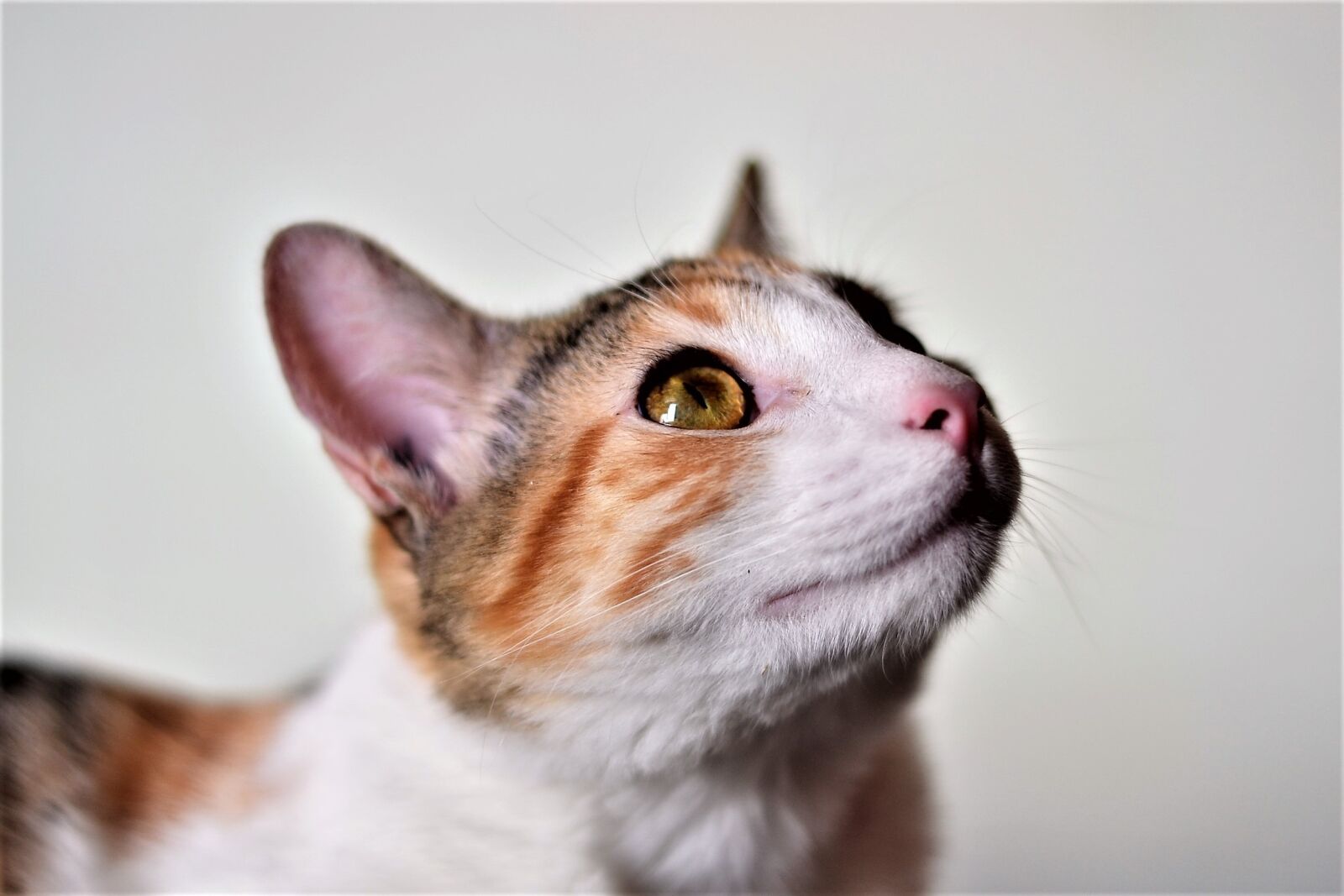 Nikon D3100 sample photo. Cats, animals, pets photography