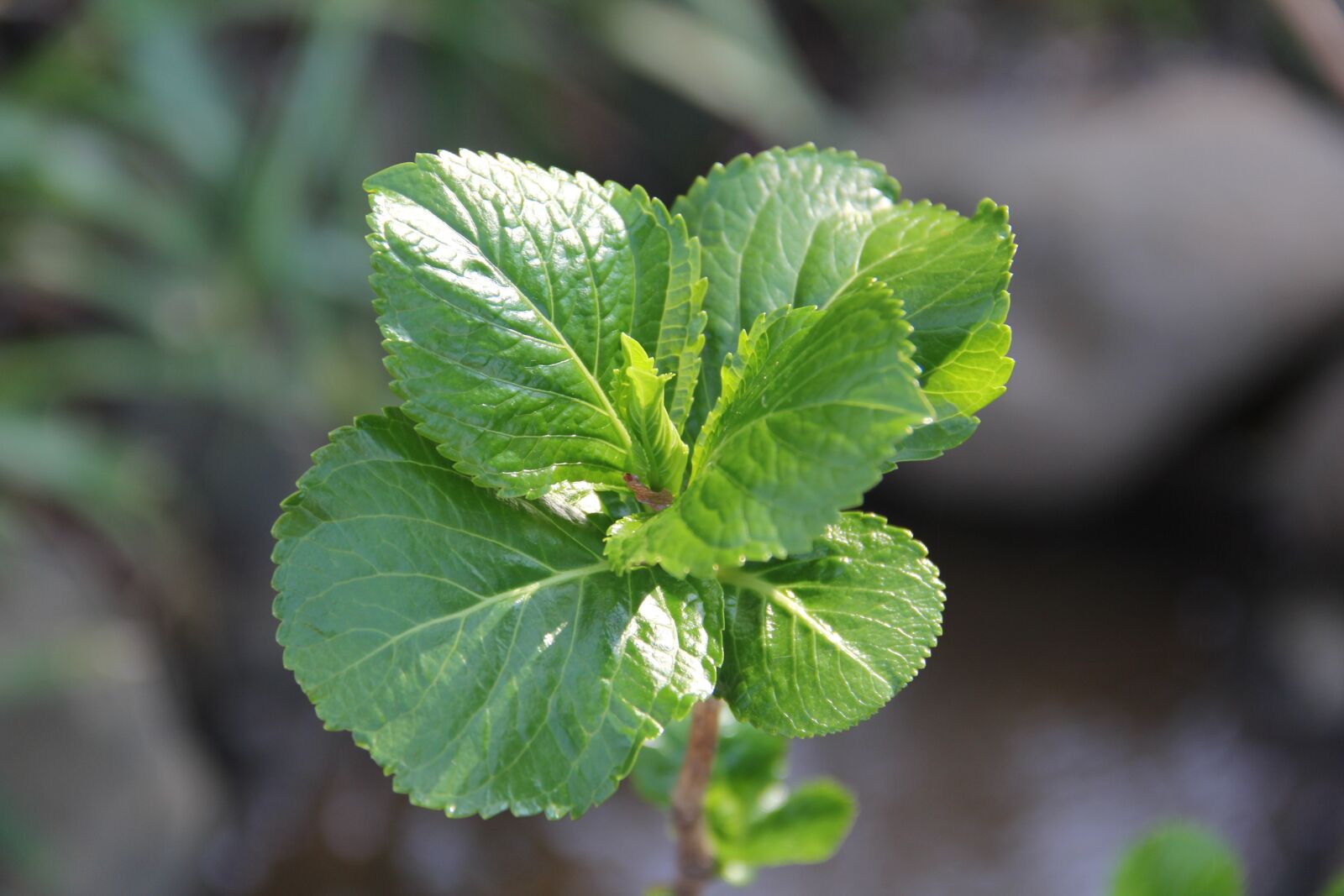 Canon EOS 60D sample photo. Leaf, flora, nature photography