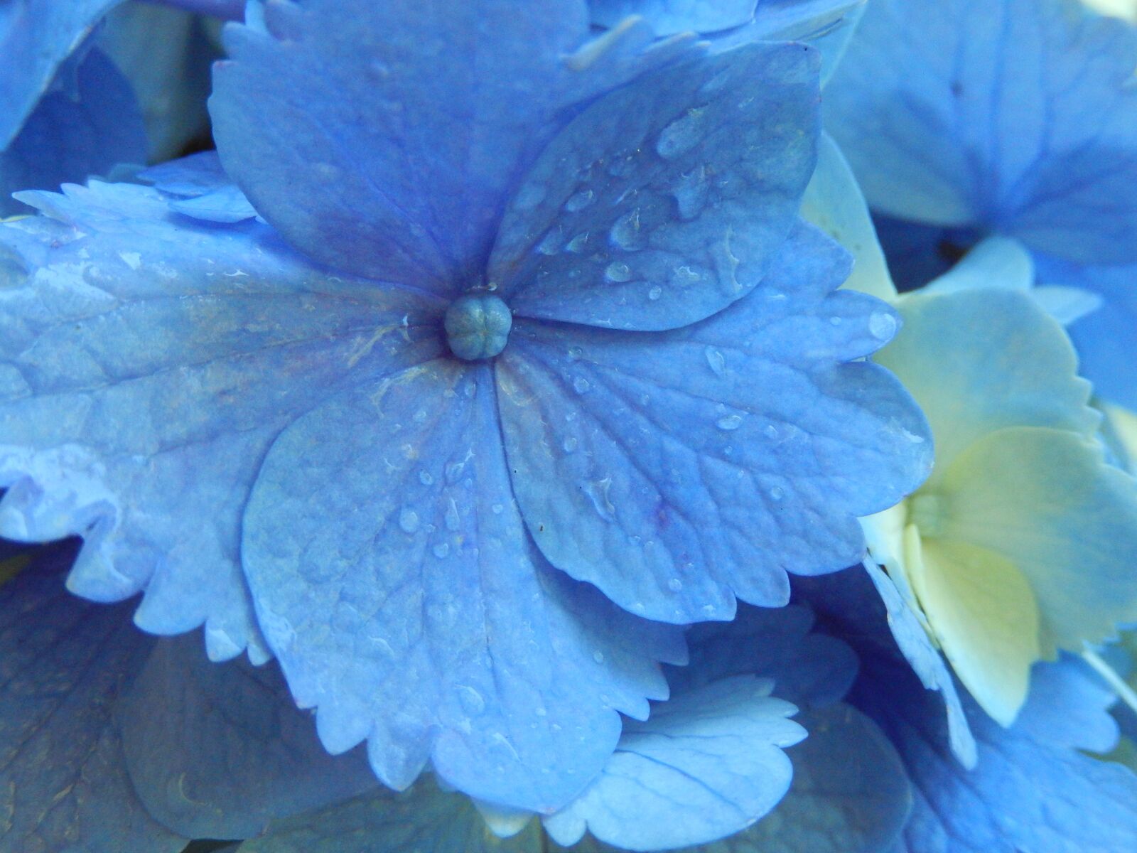 Nikon Coolpix S9500 sample photo. Hydrangea, blue, spring photography