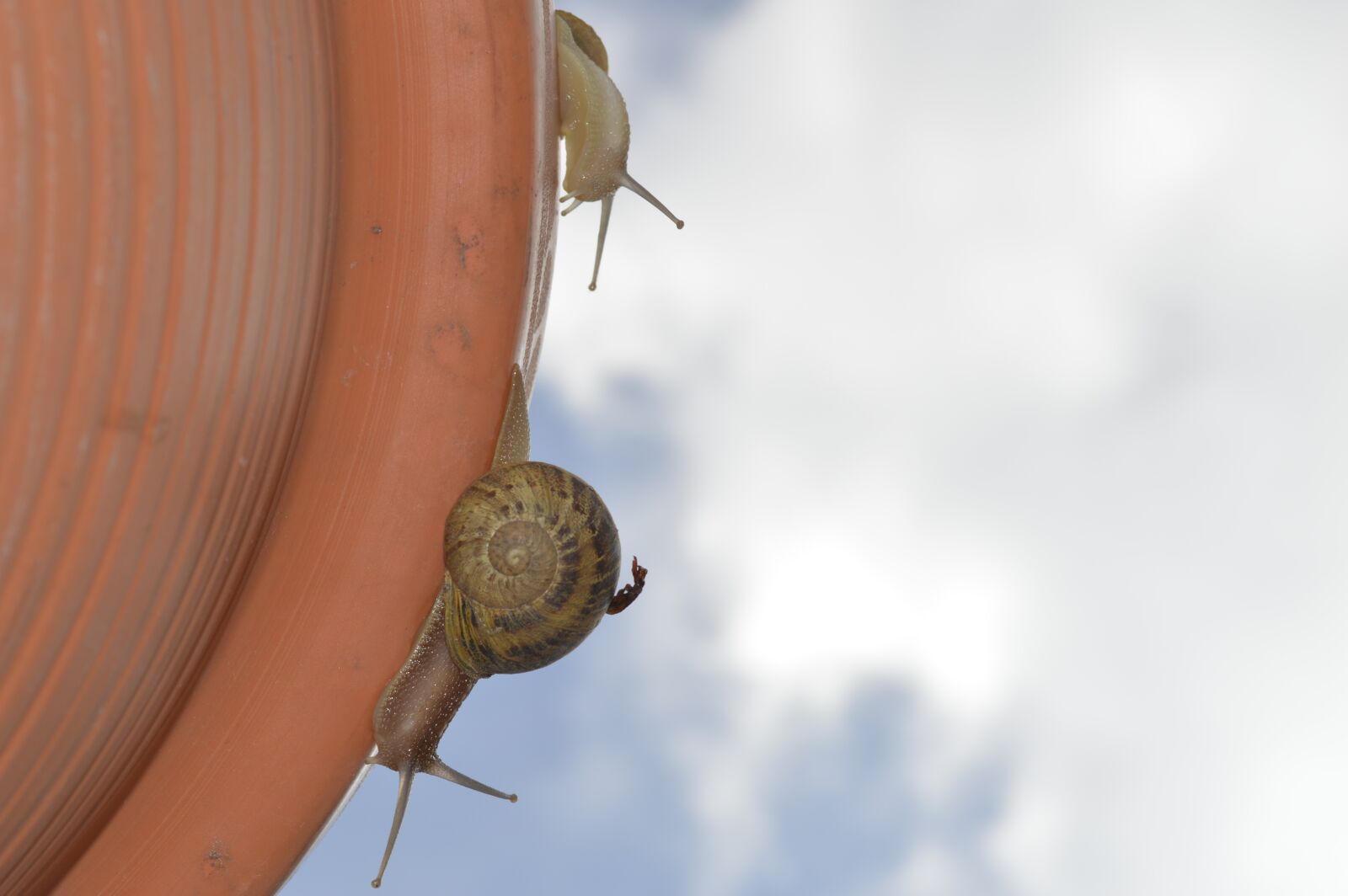 Nikon D3200 sample photo. Snail, close up, insects photography