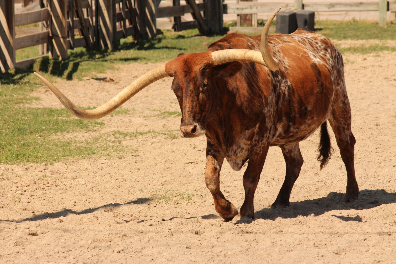Canon EOS 650D (EOS Rebel T4i / EOS Kiss X6i) + Canon EF-S 55-250mm F4-5.6 IS II sample photo. Texas, longhorn, cattle photography