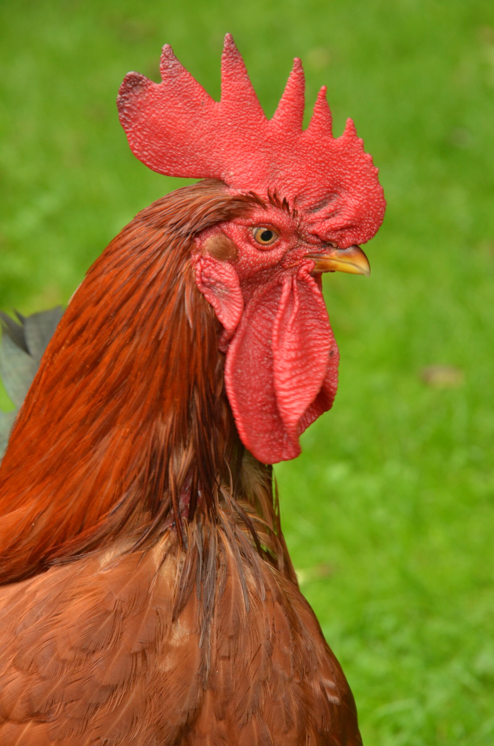 Nikon D7000 sample photo. Bird, haan, poultry photography