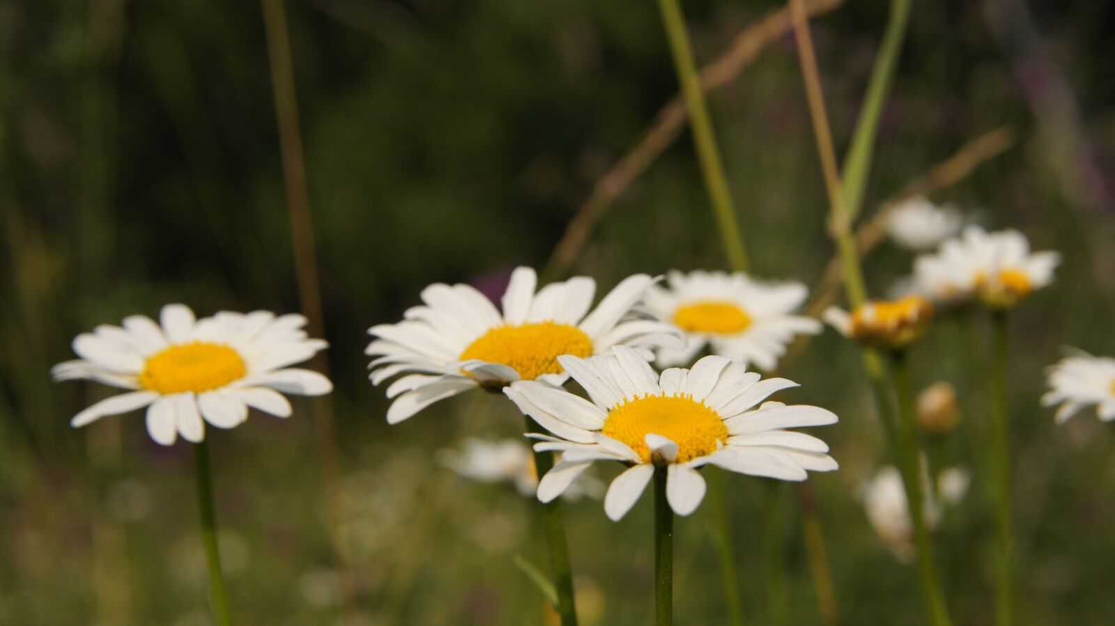 Sony SLT-A55 (SLT-A55V) + Sony DT 18-55mm F3.5-5.6 SAM sample photo. Chamomile, wildflowers, flower photography