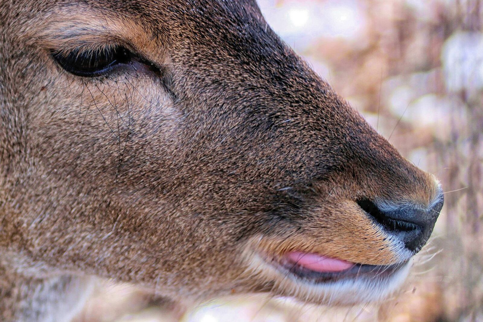 Canon EOS 600D (Rebel EOS T3i / EOS Kiss X5) sample photo. Roe deer, head, mammal photography