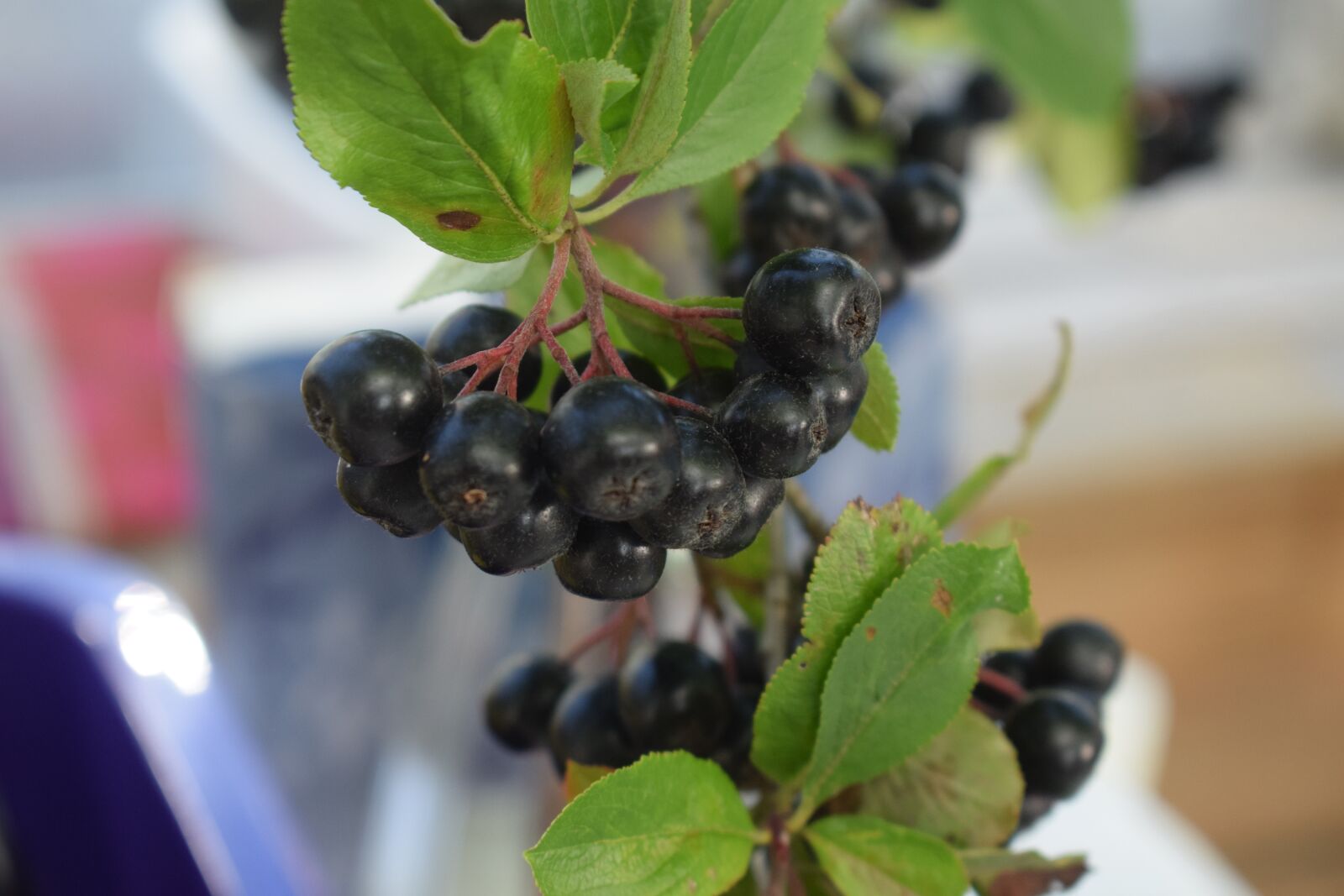 Nikon D3300 sample photo. Aronia, berry, mat photography