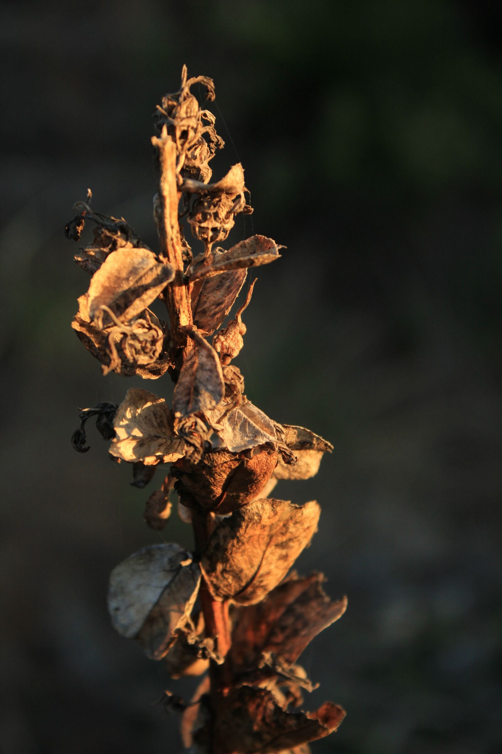Canon EOS 600D (Rebel EOS T3i / EOS Kiss X5) sample photo. Texture, flower, dry photography