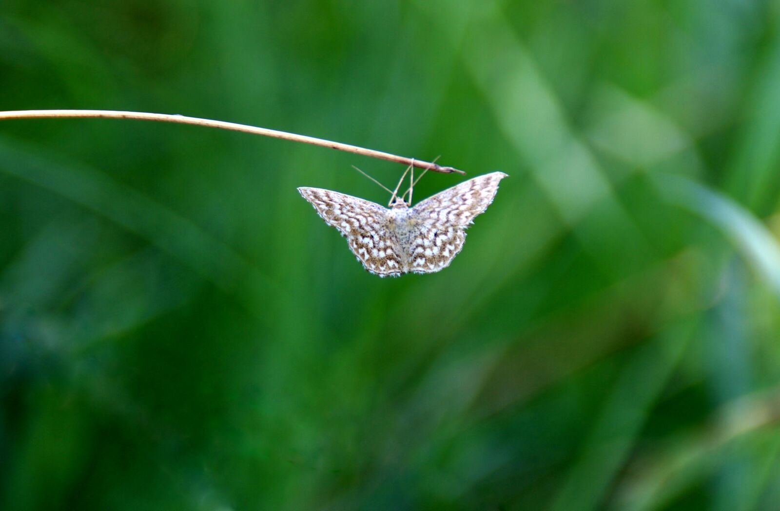 Canon EOS 700D (EOS Rebel T5i / EOS Kiss X7i) sample photo. Butterfly, moth, hang photography