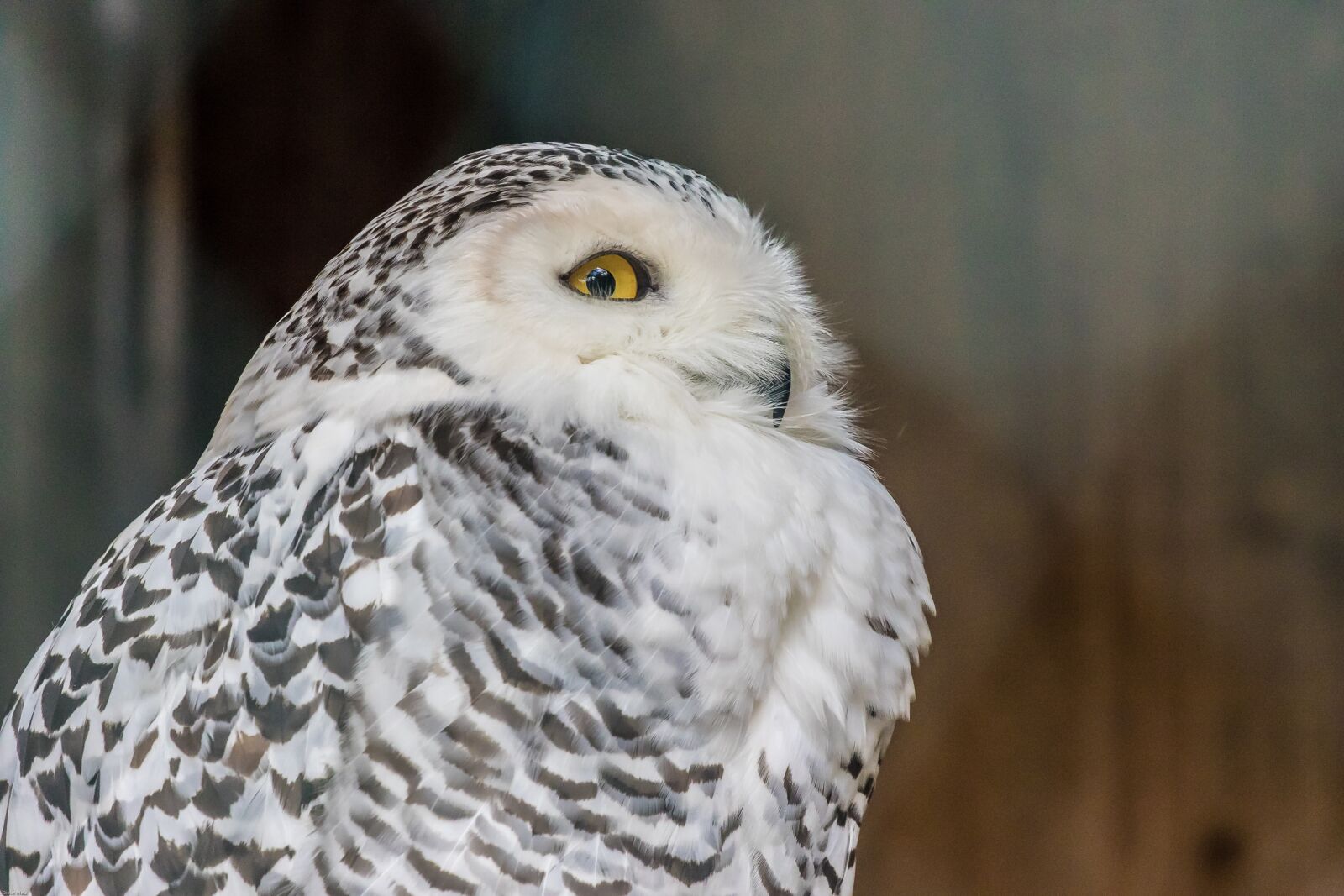Canon EOS 7D Mark II sample photo. Snowy owl, owl, bird photography