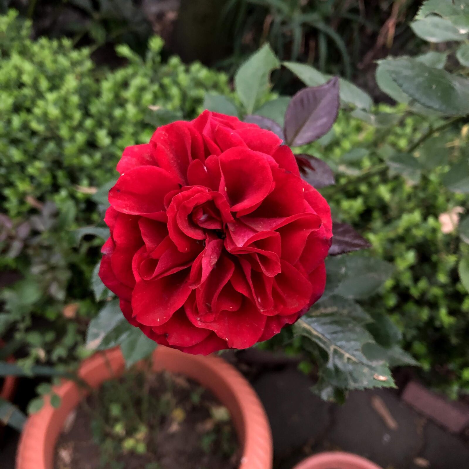 Apple iPhone 8 sample photo. Red, rosa, love photography