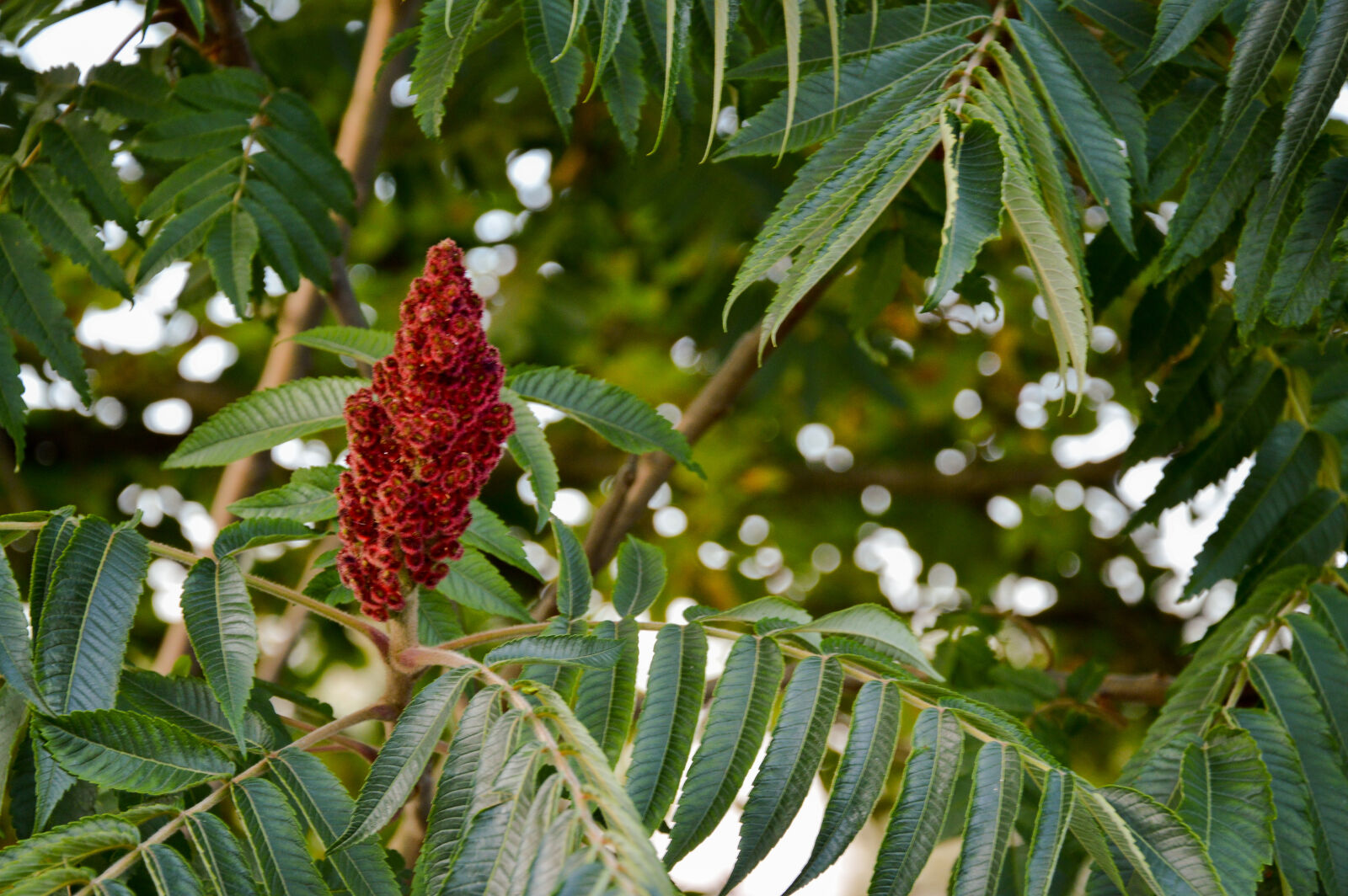 Nikon D3200 sample photo