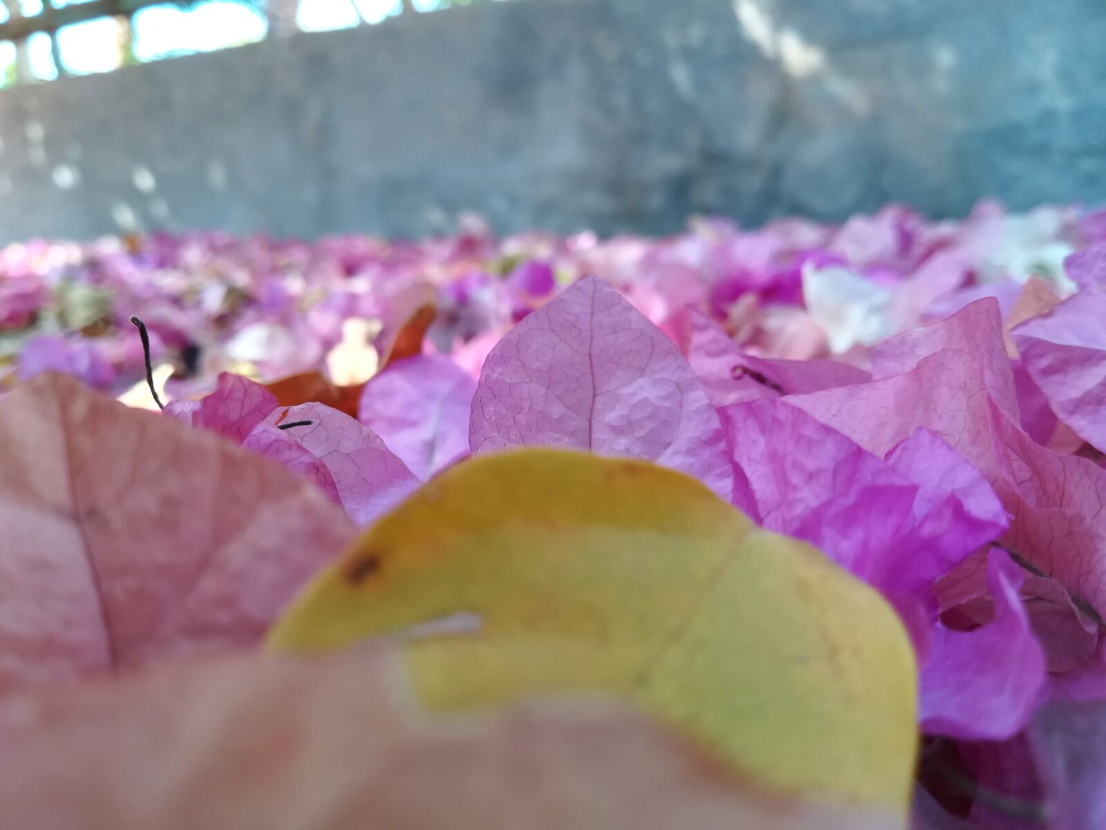 HUAWEI P8 lite 2017 sample photo. Flowers, colorful, morning photography