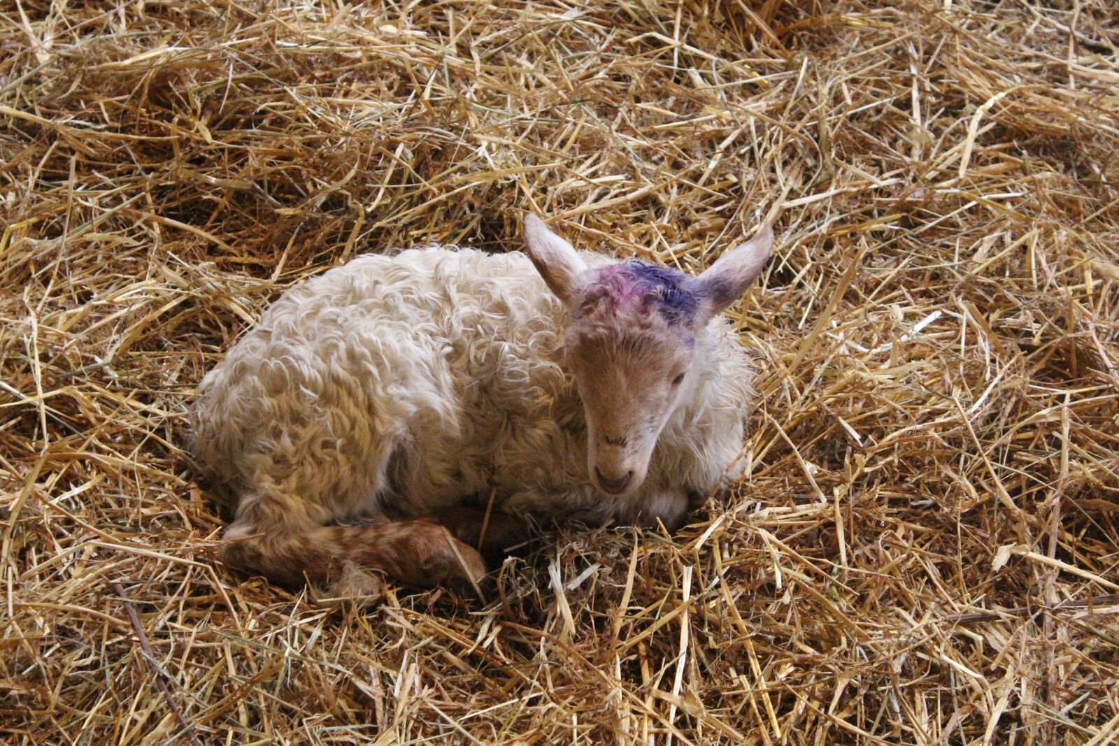 Canon EOS 650D (EOS Rebel T4i / EOS Kiss X6i) sample photo. Sheep, breeding, farm photography
