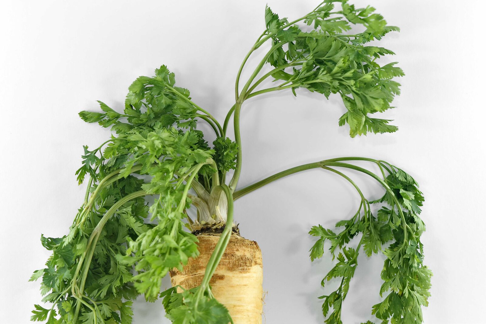 Nikon D5500 sample photo. Aromatic, green leaves, parsley photography