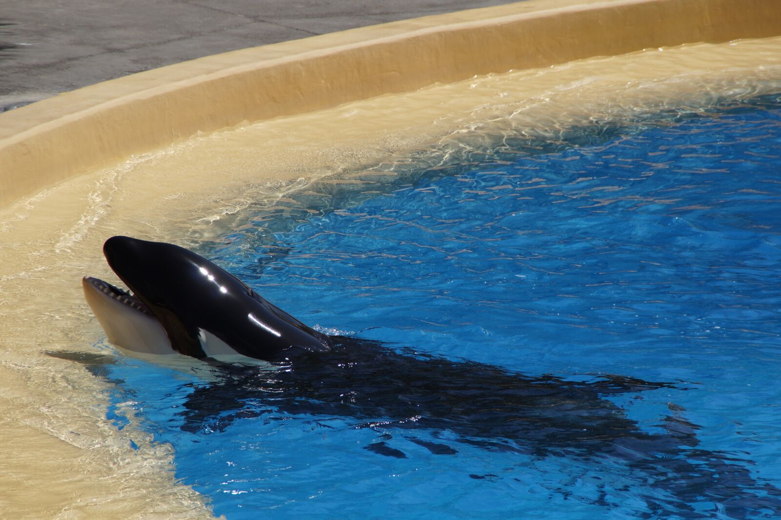Sony SLT-A58 sample photo. Killer whale, killer, orca photography