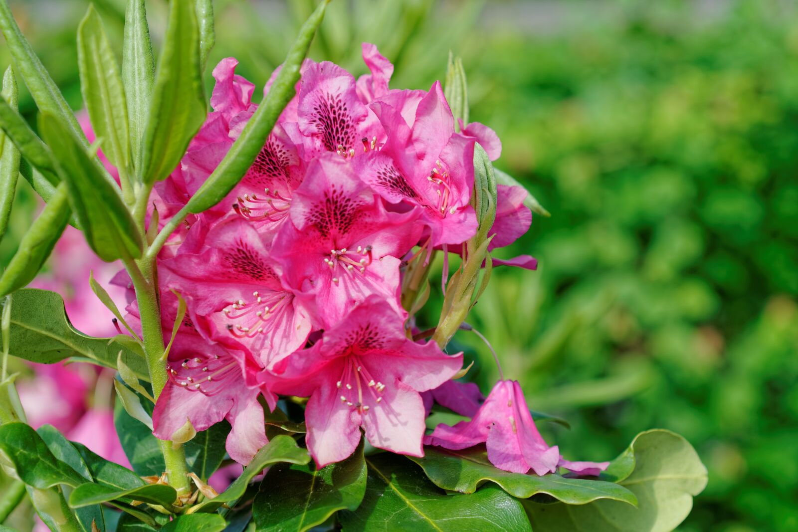 Nikon D300S sample photo. Flower, plant, color photography
