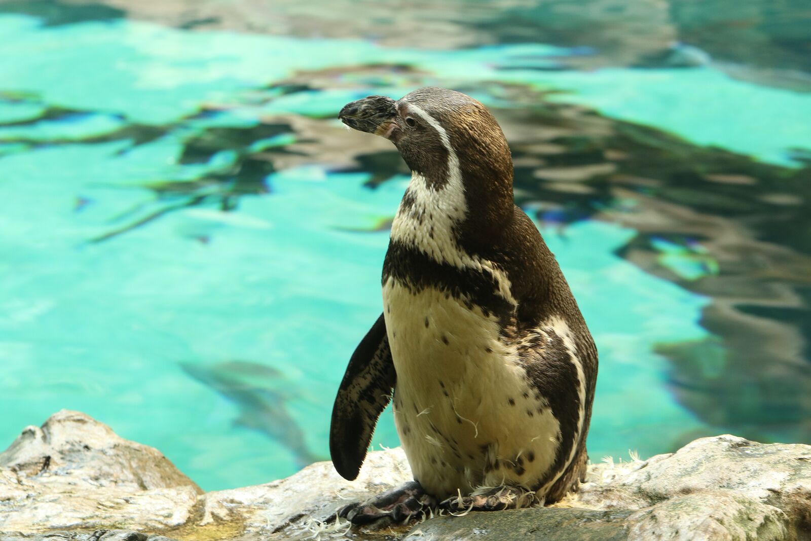 Canon EOS 7D Mark II sample photo. Penguin, aquarium, water park photography