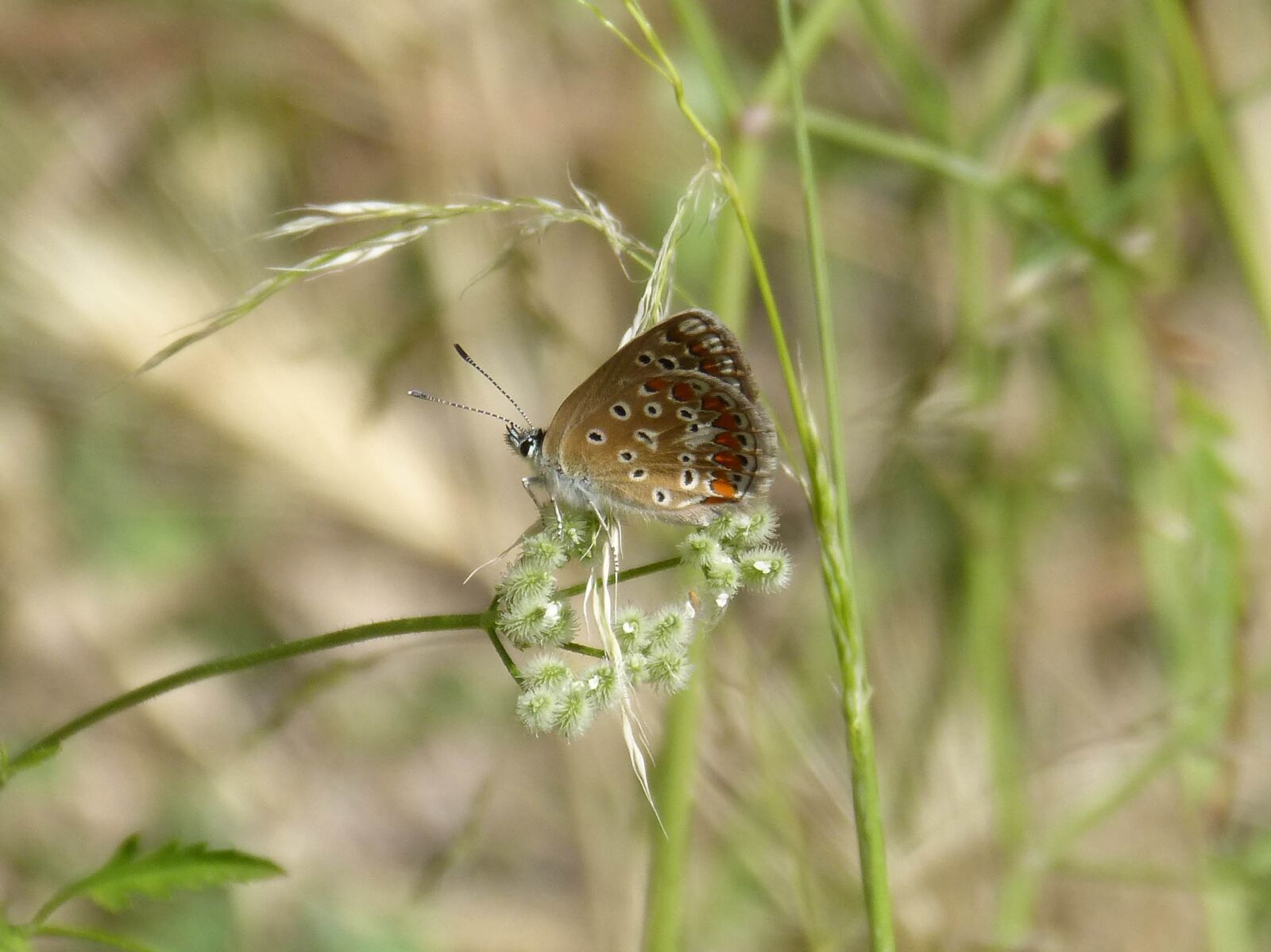 Panasonic DMC-FZ62 sample photo. Scolitantides orion, butterfly, blue photography