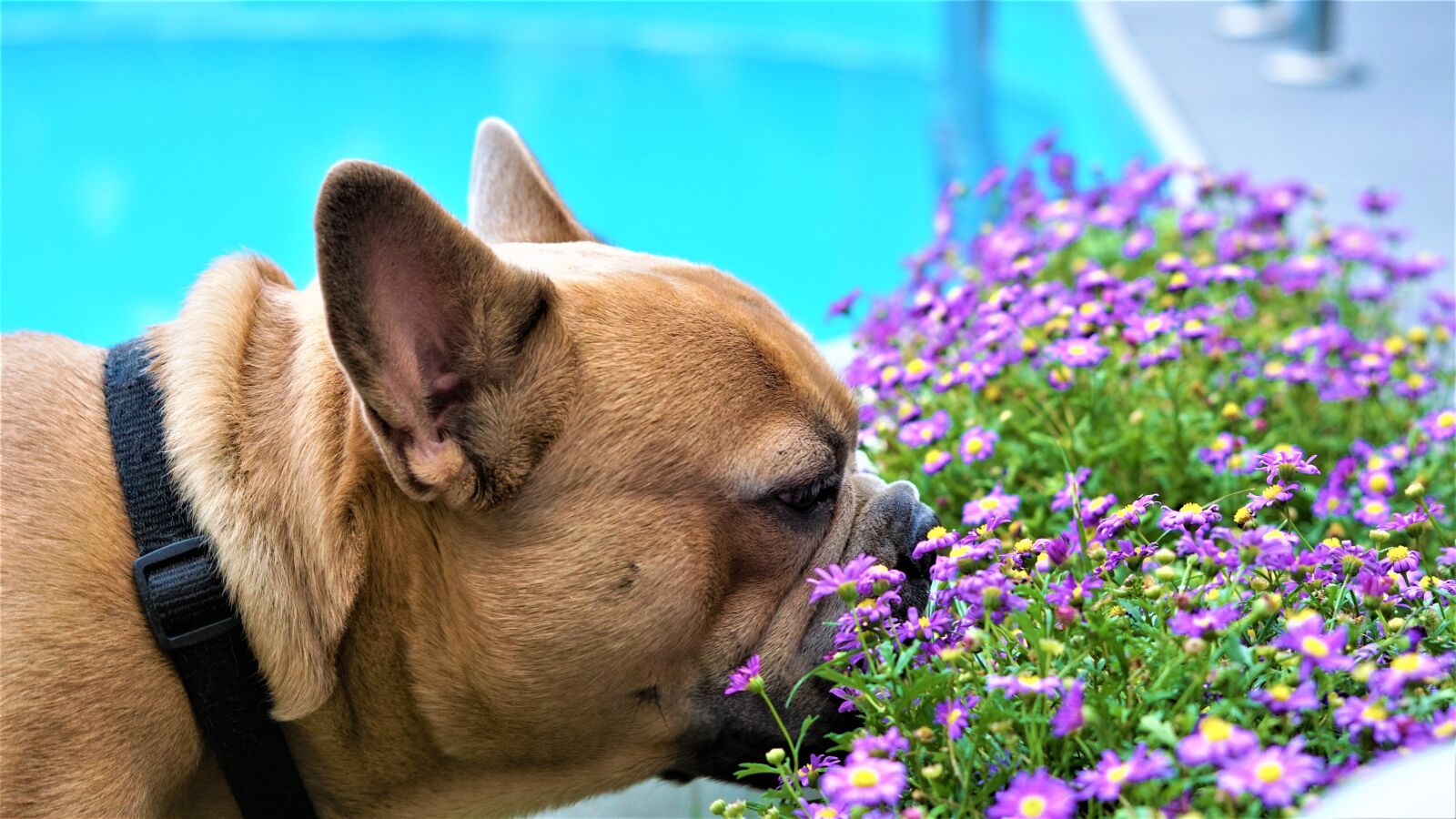 Sony FE 50mm F1.8 sample photo. French bulldog, floral, flowers photography