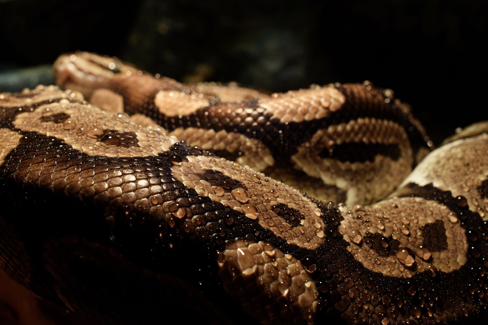 Nikon D5300 sample photo. Python, drop of water photography
