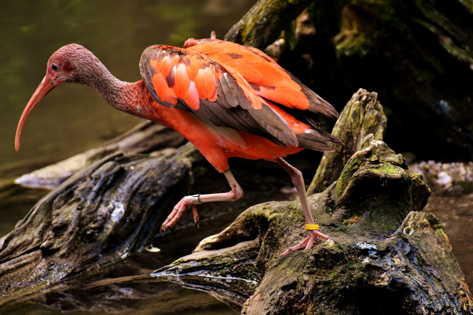 Nikon D7200 sample photo. Ibis, eudocimus ruber, scarlet photography