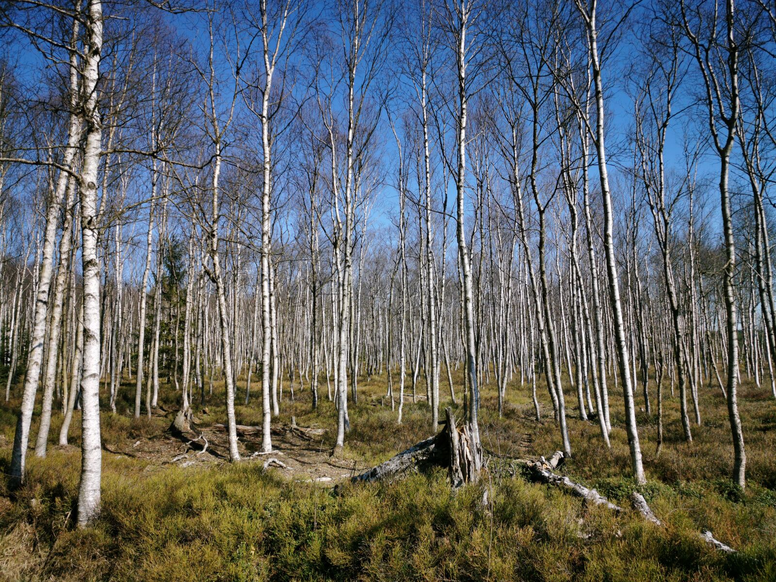 HUAWEI P30 Pro sample photo. Birch forest, peat stitch photography