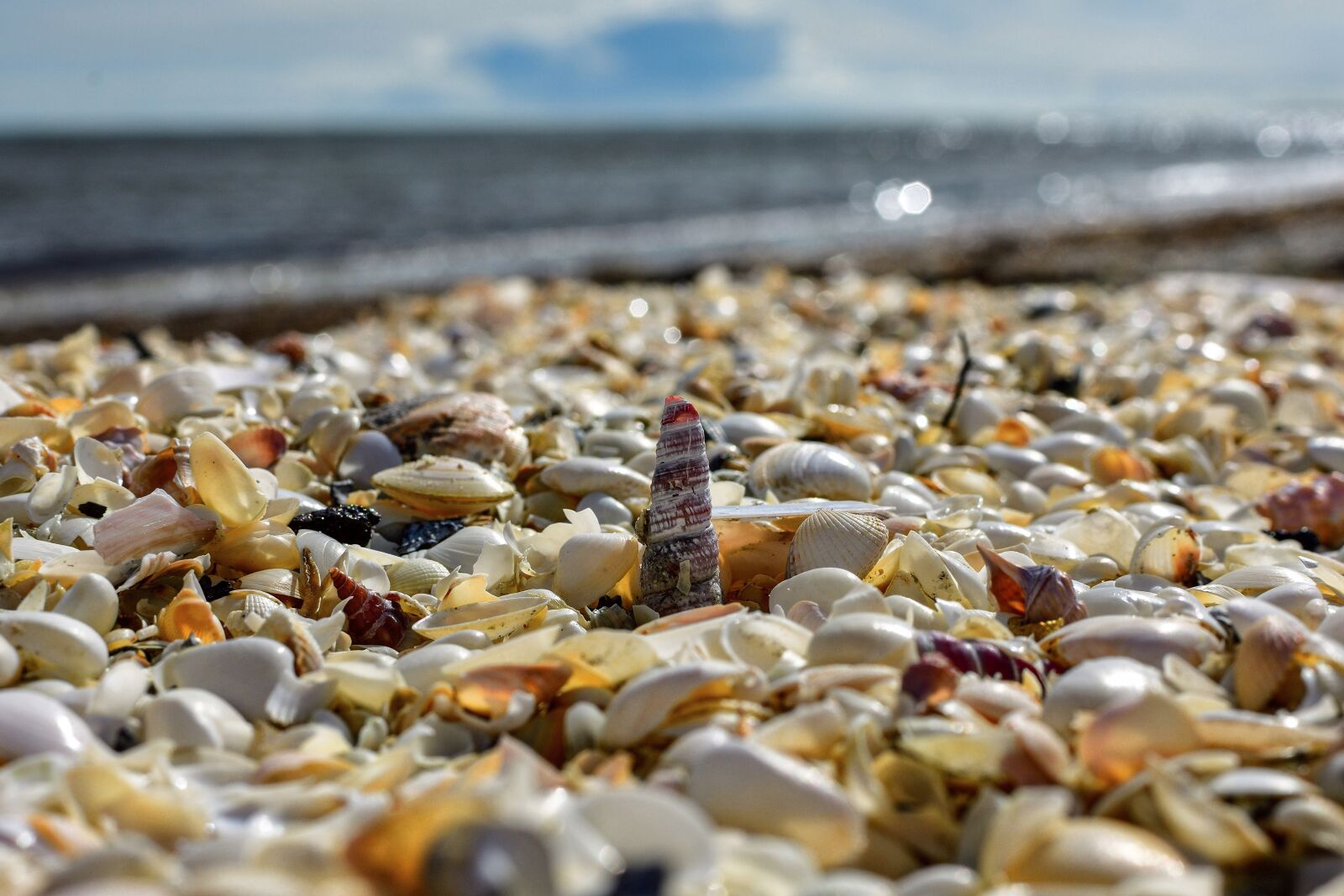 Nikon D7200 sample photo. Mussels, horizon, sea photography