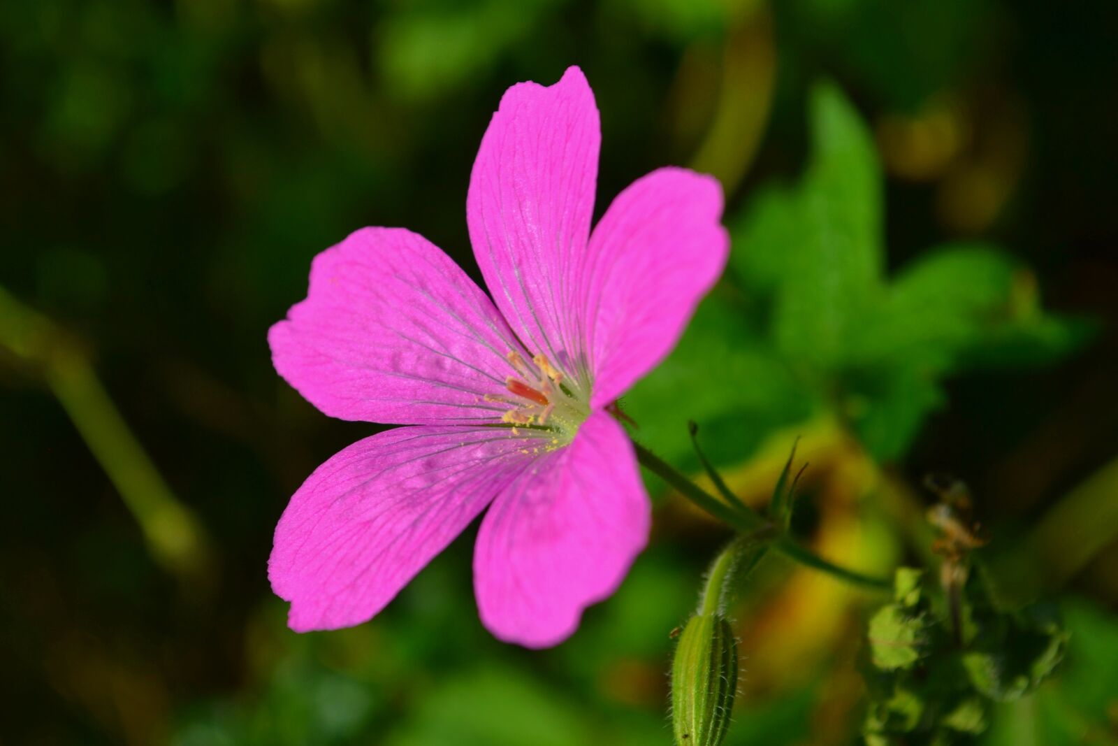 Nikon D3100 sample photo. Blossom, bloom, pink photography