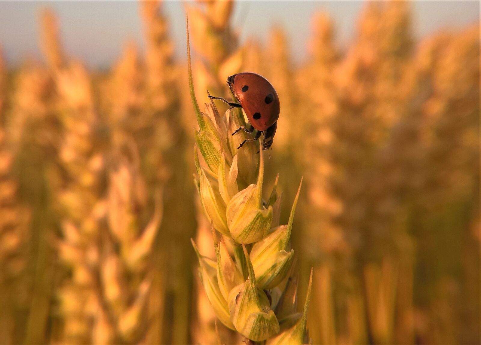 Microsoft Lumia 640 LTE sample photo. Ladybug, insect, nature photography