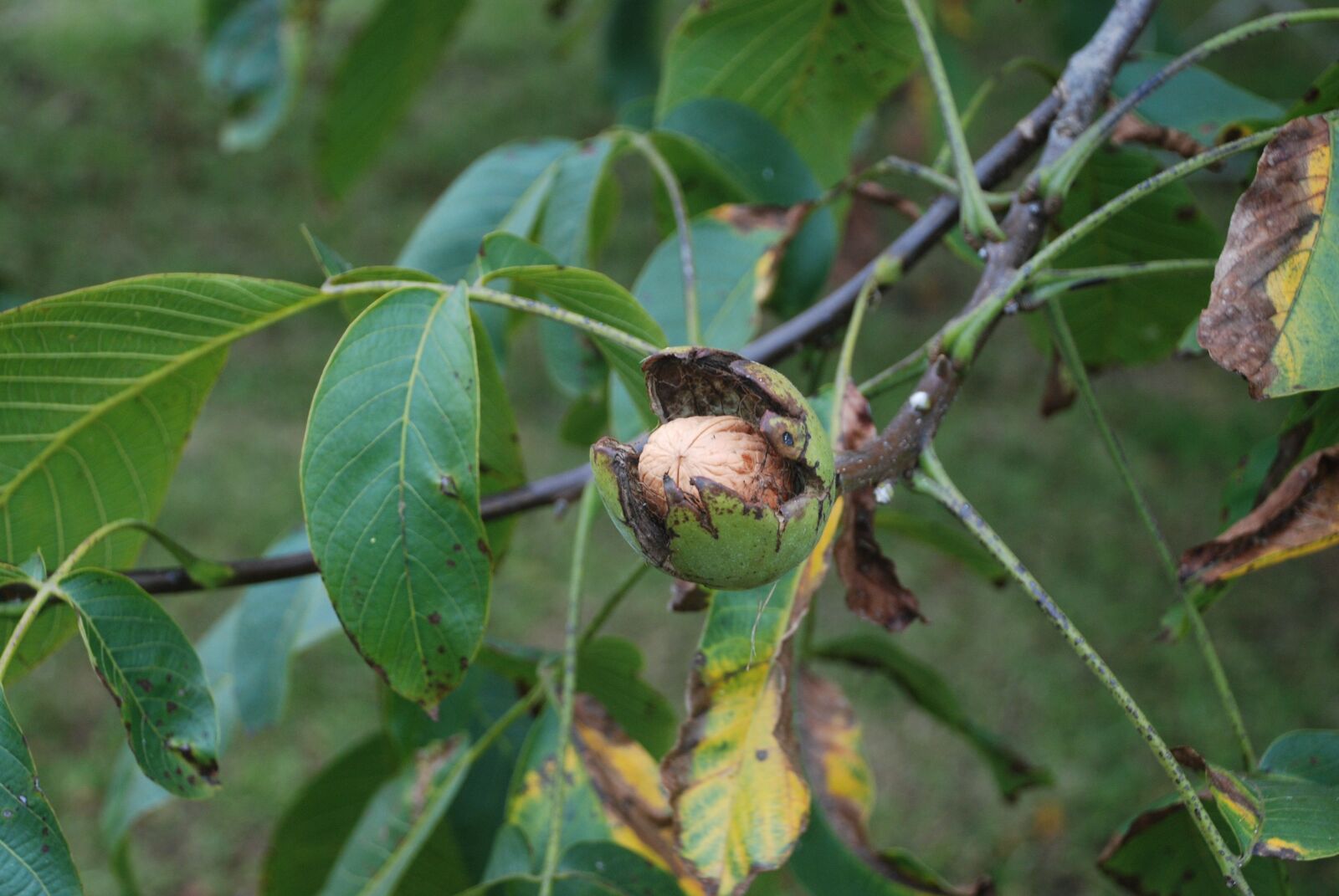 Nikon D80 sample photo. Nut, tree, nuts photography