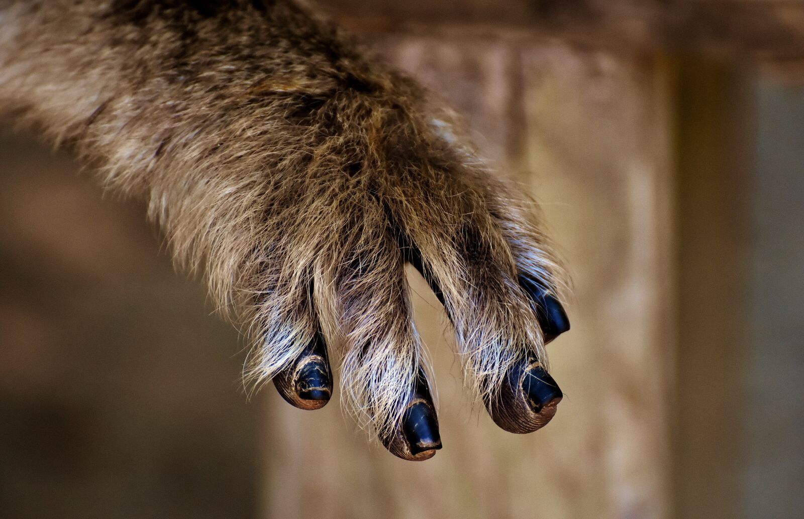 Nikon D7200 sample photo. Barbary ape, foot, close photography