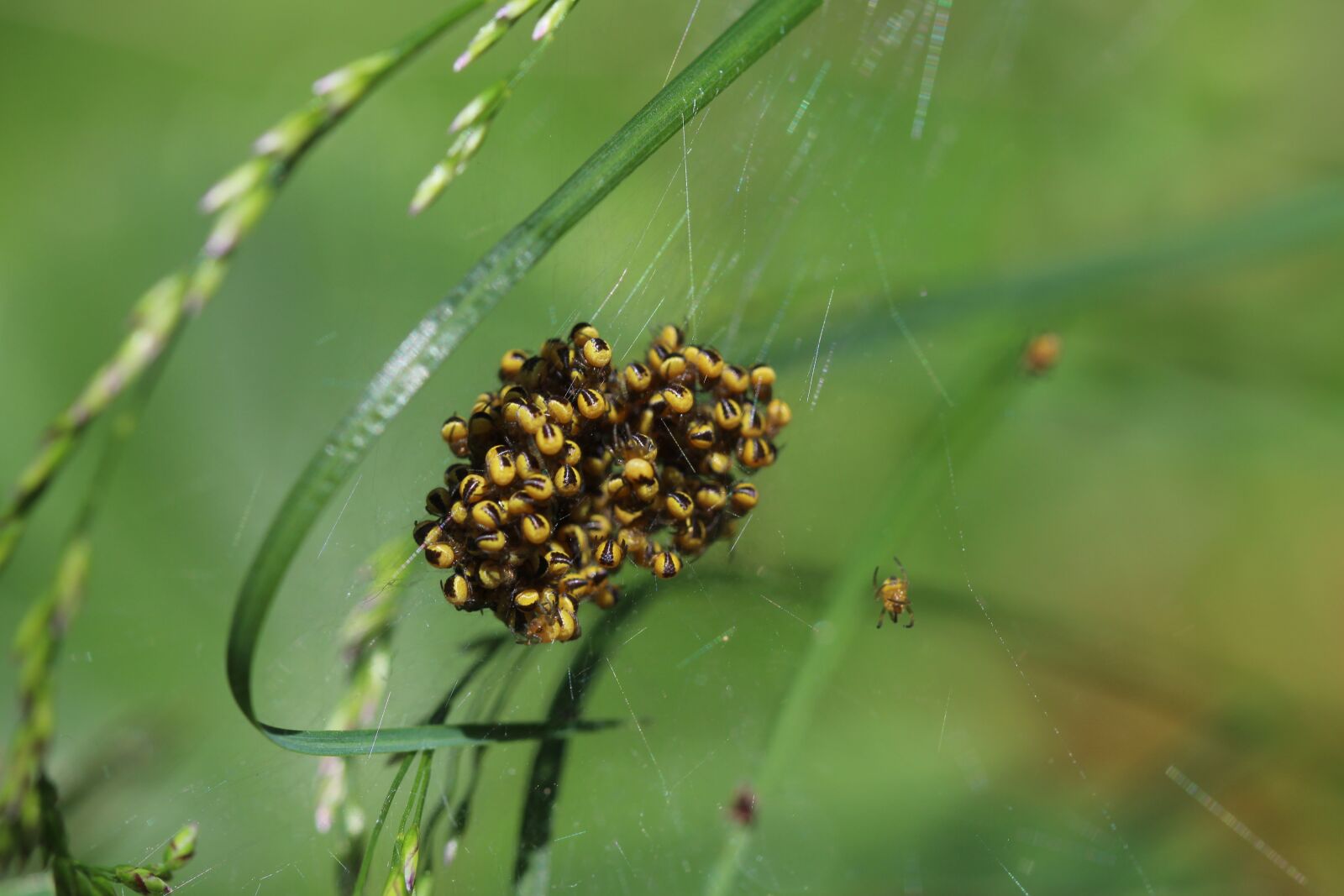 Canon EOS 700D (EOS Rebel T5i / EOS Kiss X7i) sample photo. Spider, cross spider, baby photography