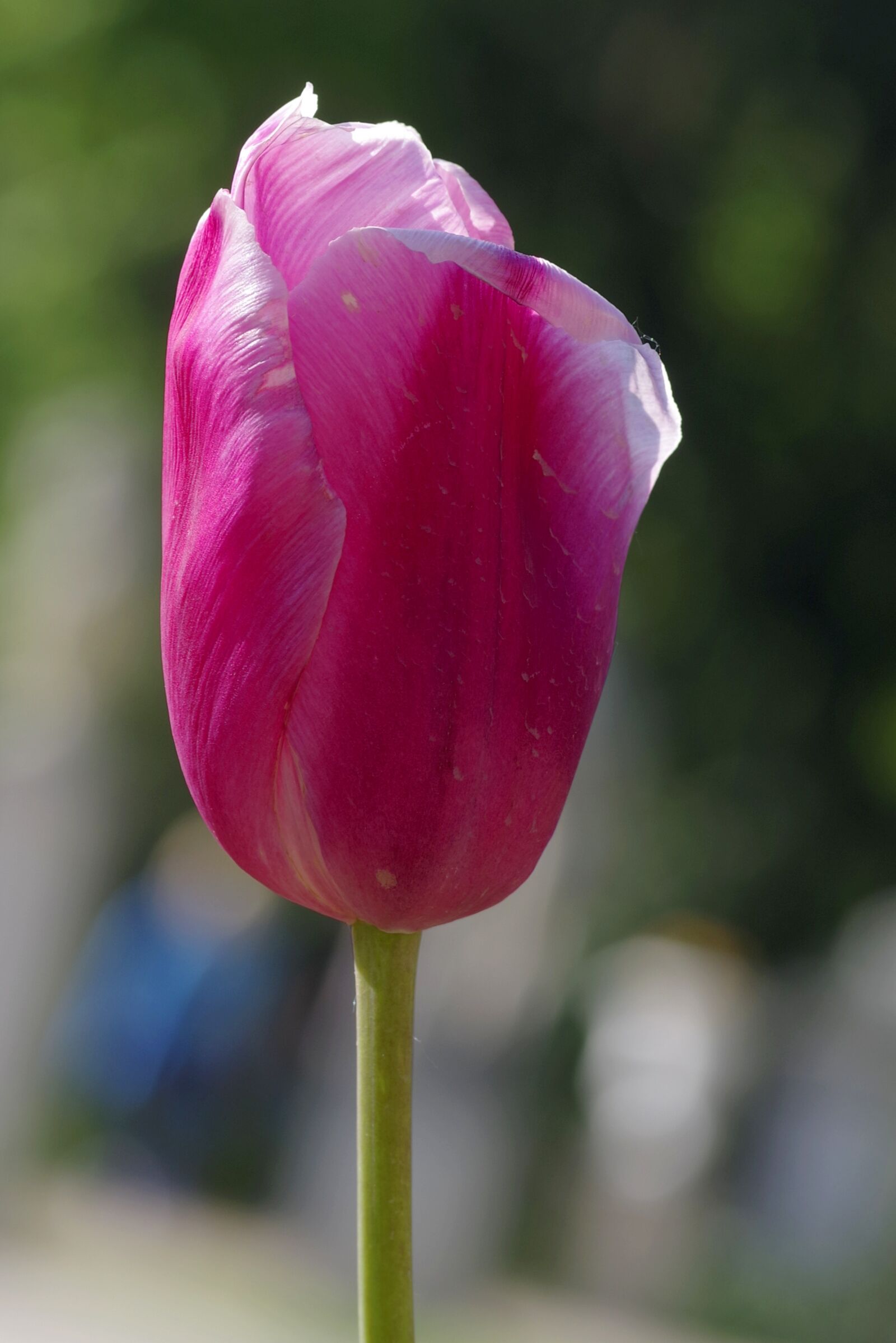 Pentax K-S2 sample photo. Tulip, cup, violet photography
