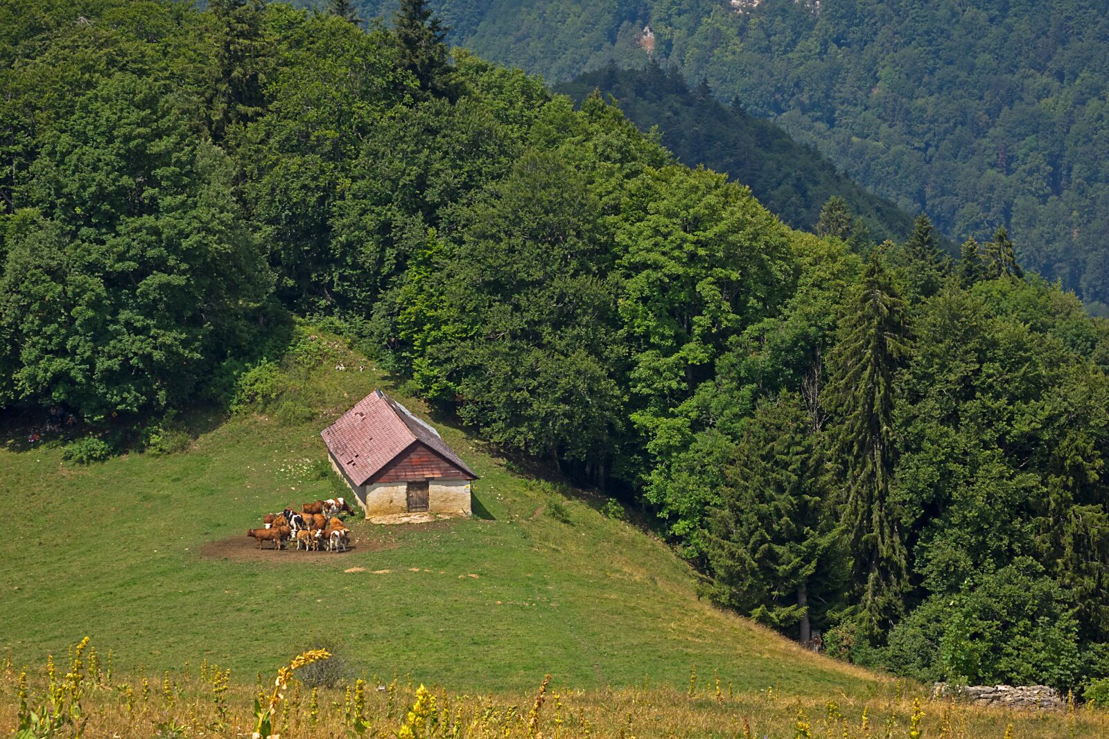 24-200mm F2.8 sample photo. Kuherde, alpine pasture, pasture photography