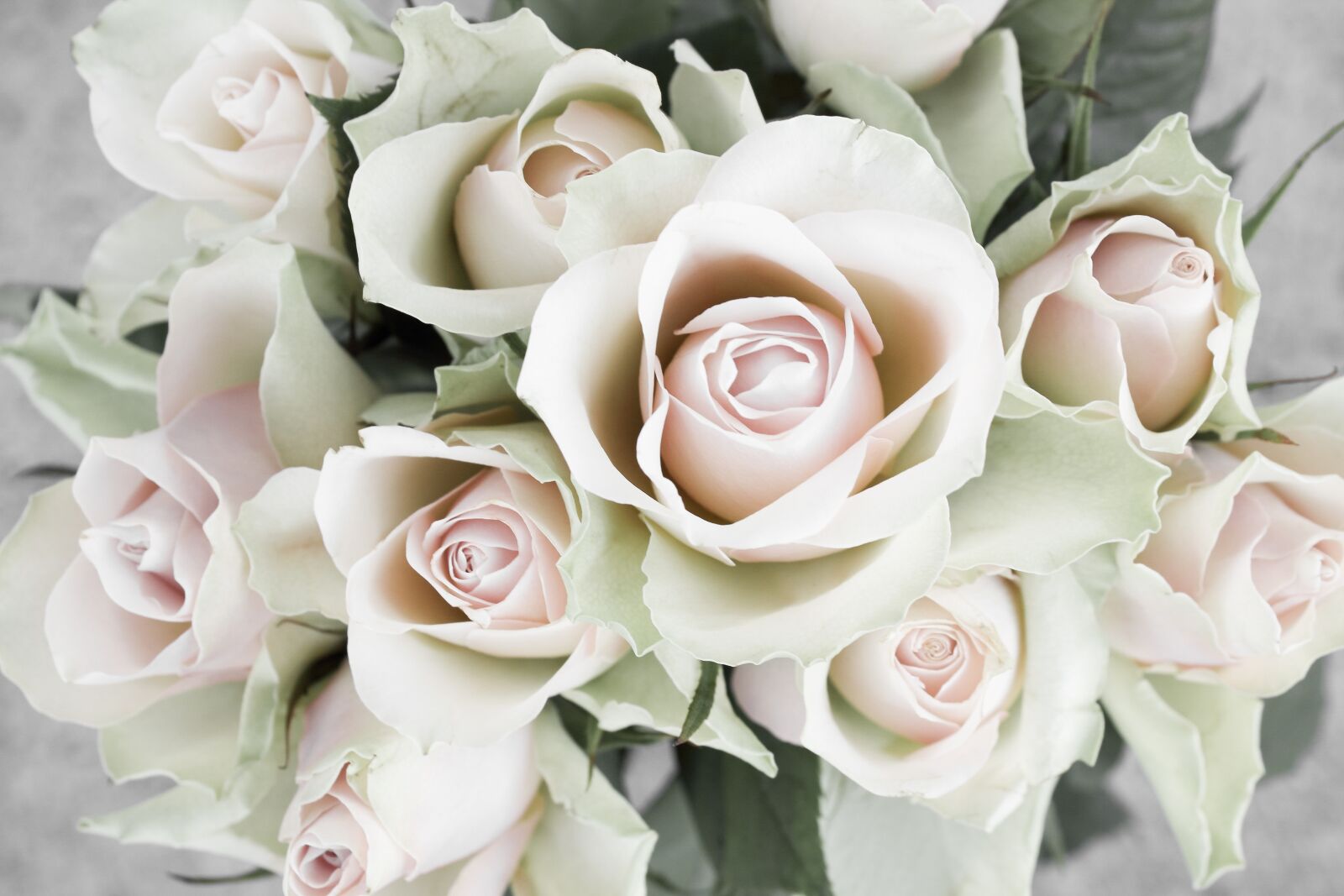 Canon EOS 600D (Rebel EOS T3i / EOS Kiss X5) sample photo. Roses, rose bouquet, bouquet photography