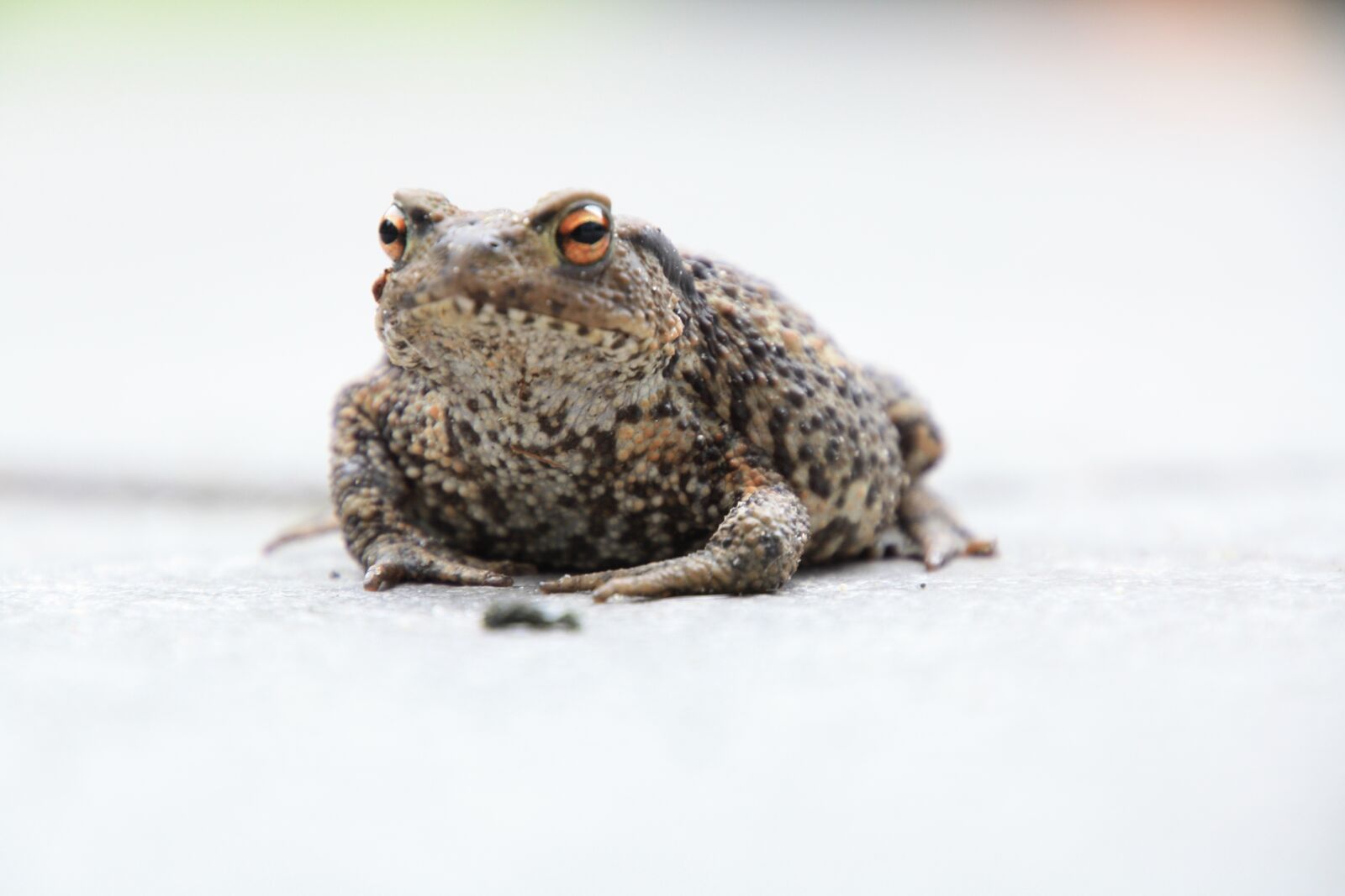 Canon EOS 450D (EOS Rebel XSi / EOS Kiss X2) sample photo. Frog, path, amphibian photography