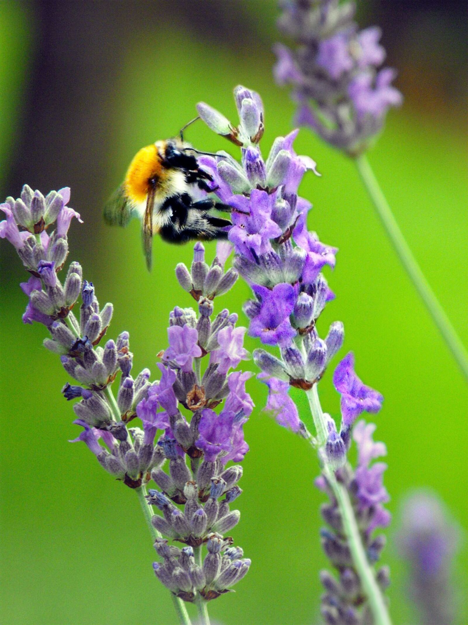 Fujifilm FinePix S1000fd sample photo. Bee, bumblebee, lavender photography