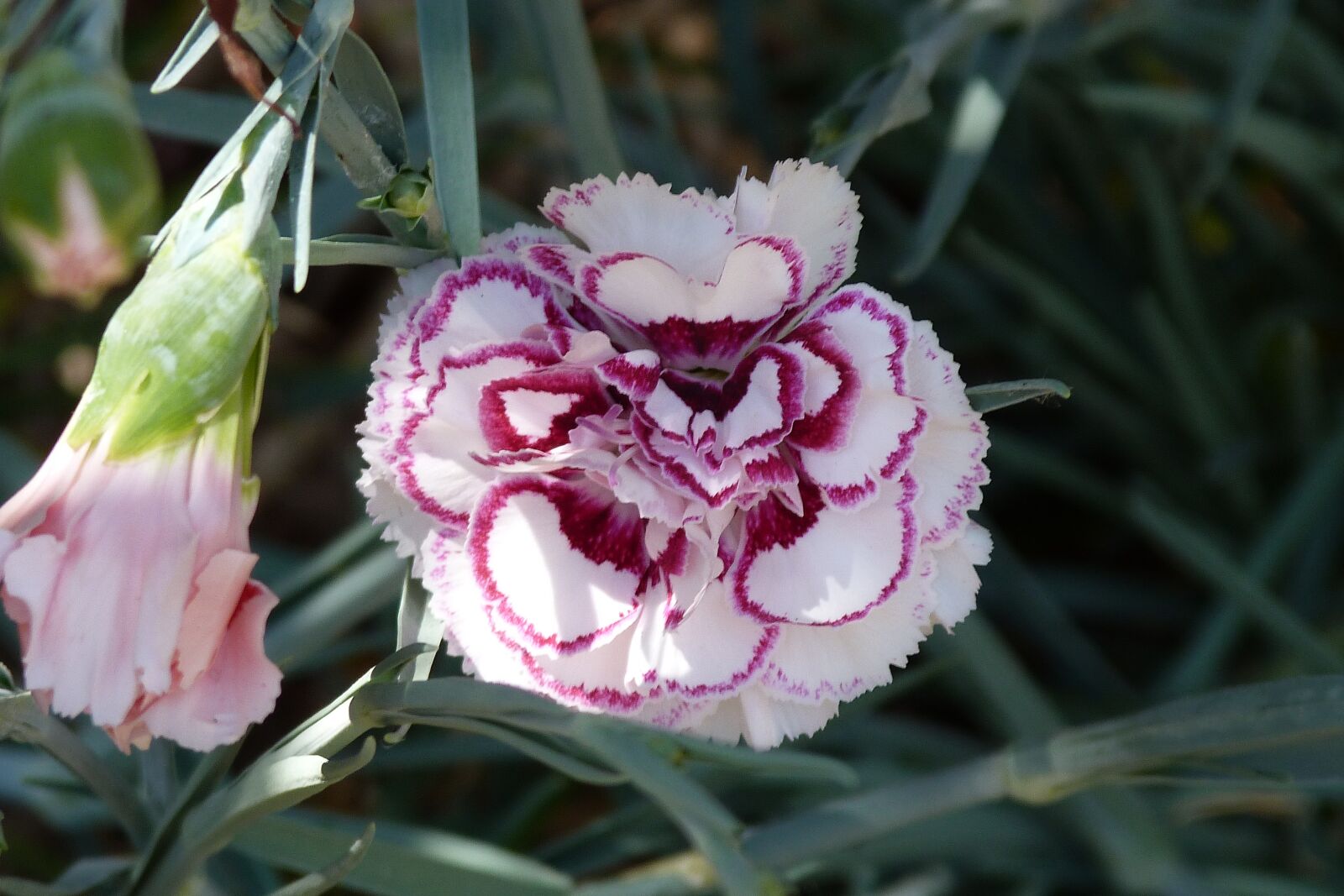 Panasonic Lumix DMC-FZ40 (Lumix DMC-FZ45) sample photo. Dianthus, carnation, flower photography