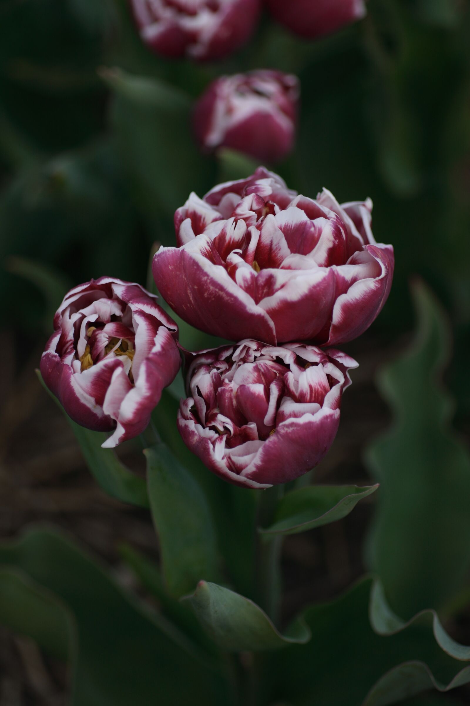 Canon EOS 400D (EOS Digital Rebel XTi / EOS Kiss Digital X) sample photo. Tulip, red, white photography
