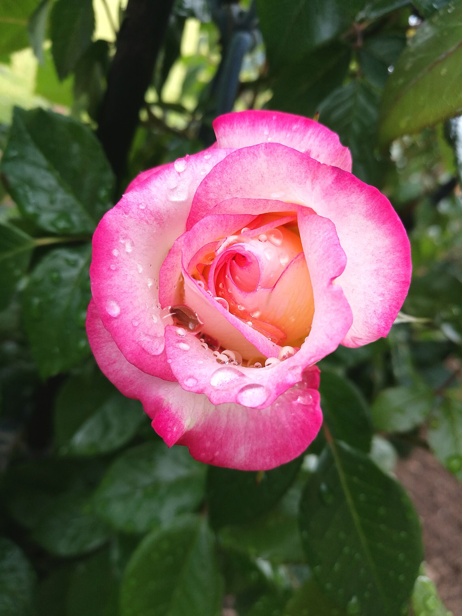 HUAWEI P9 sample photo. Rose, water, raindrops photography