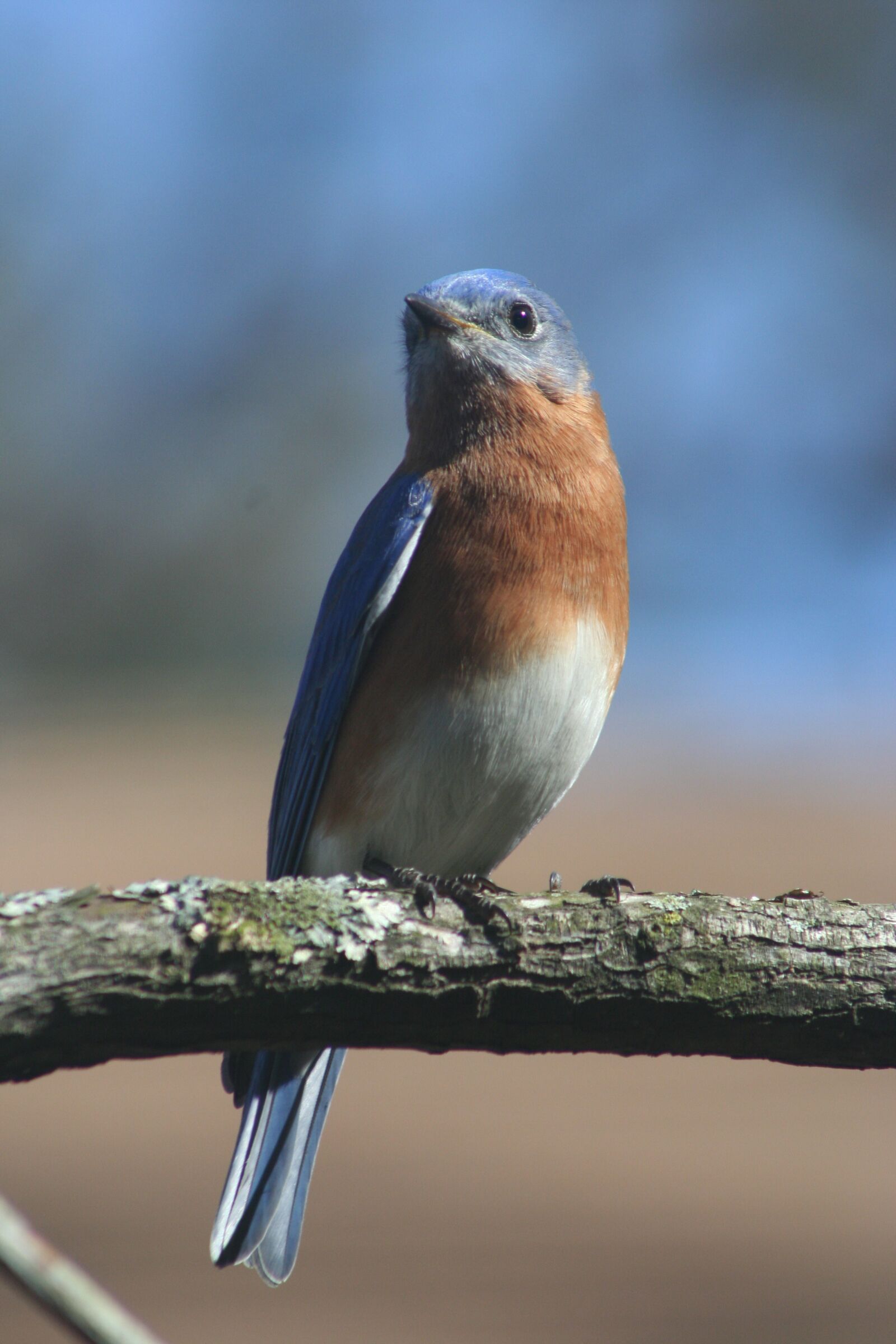 Canon EOS 350D (EOS Digital Rebel XT / EOS Kiss Digital N) sample photo. Eastern bluebird, bird, blue photography