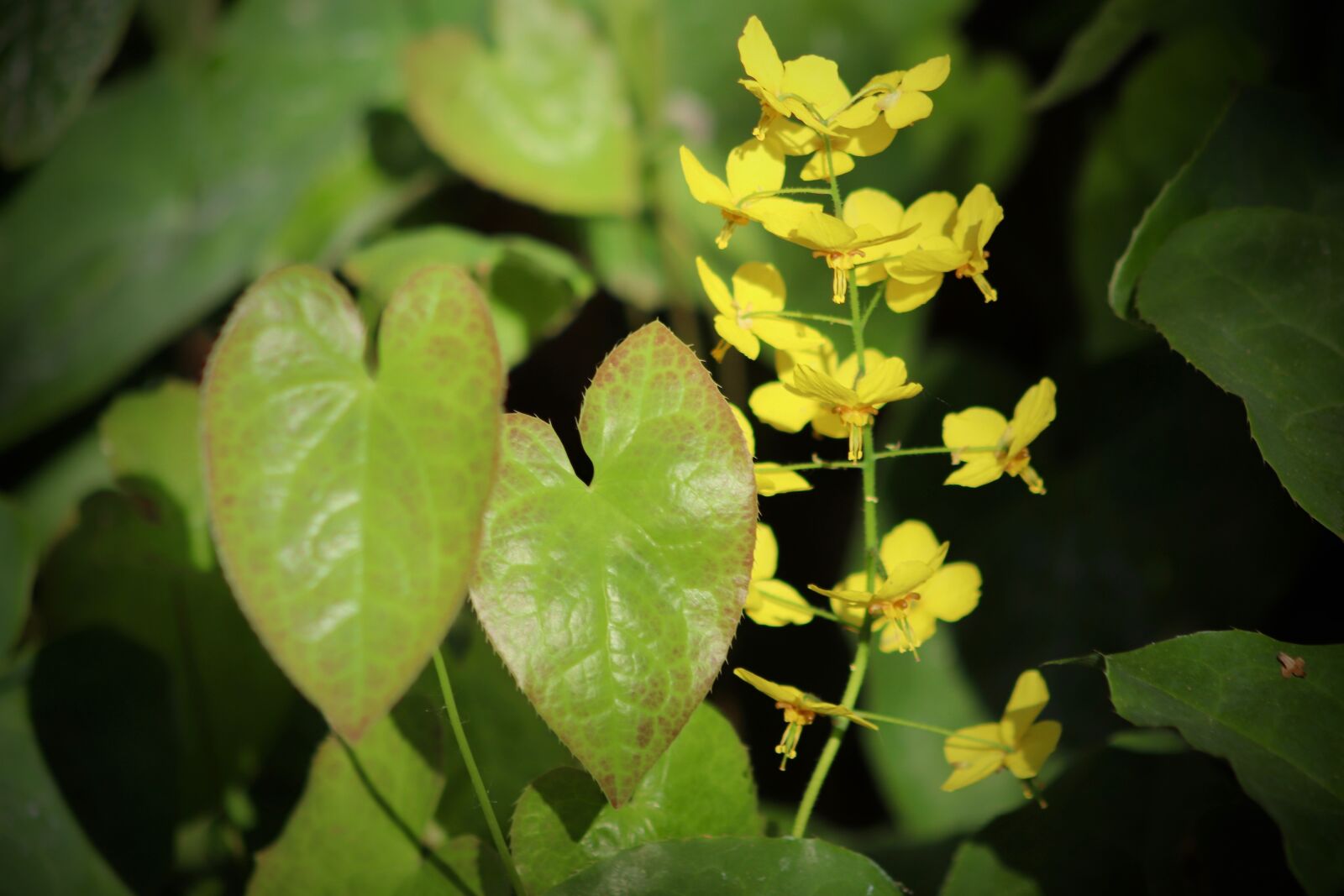 Canon EOS 800D (EOS Rebel T7i / EOS Kiss X9i) sample photo. Fairy flower, ground cover photography