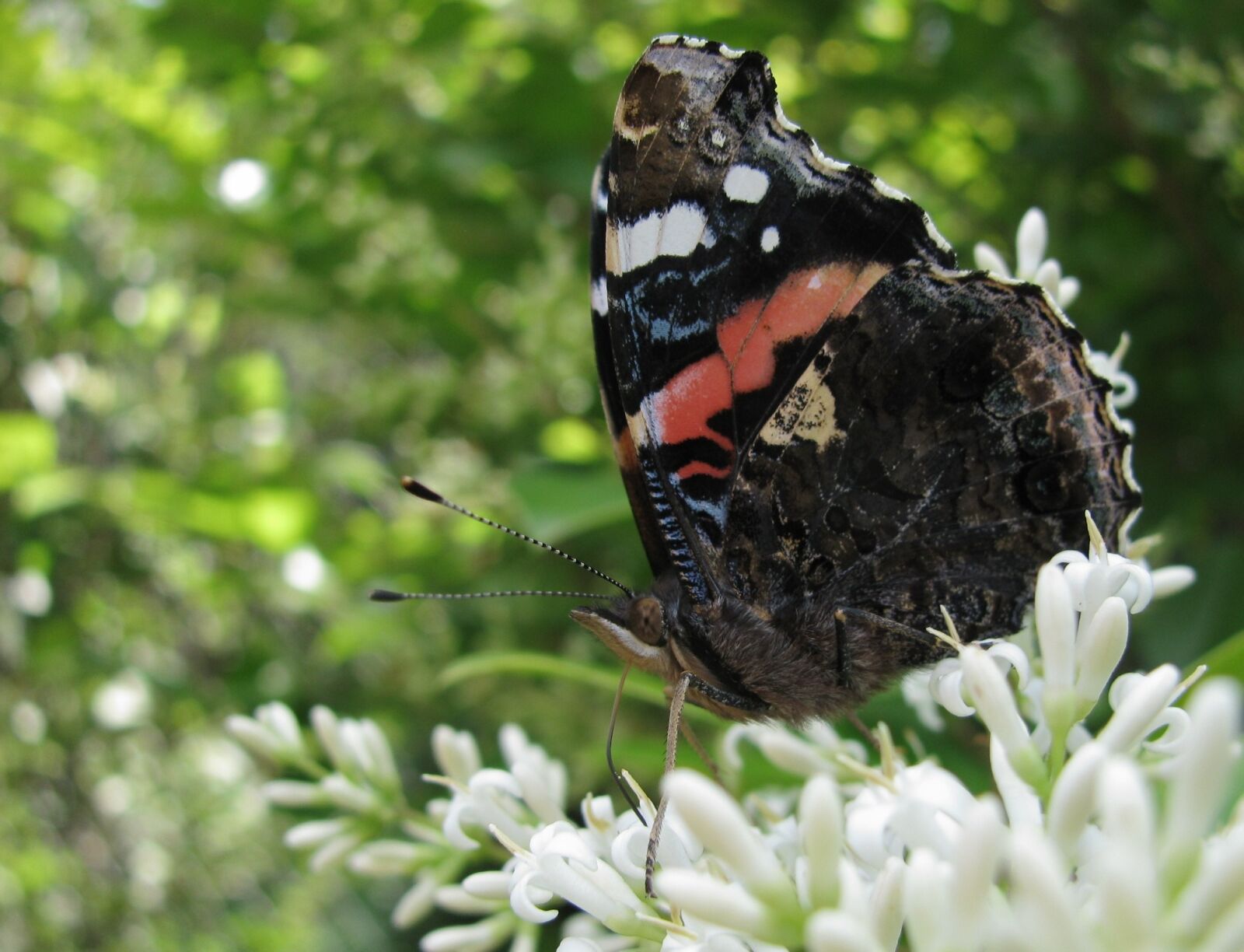 Canon PowerShot SX110 IS sample photo. Butterfly, summer, flowers photography