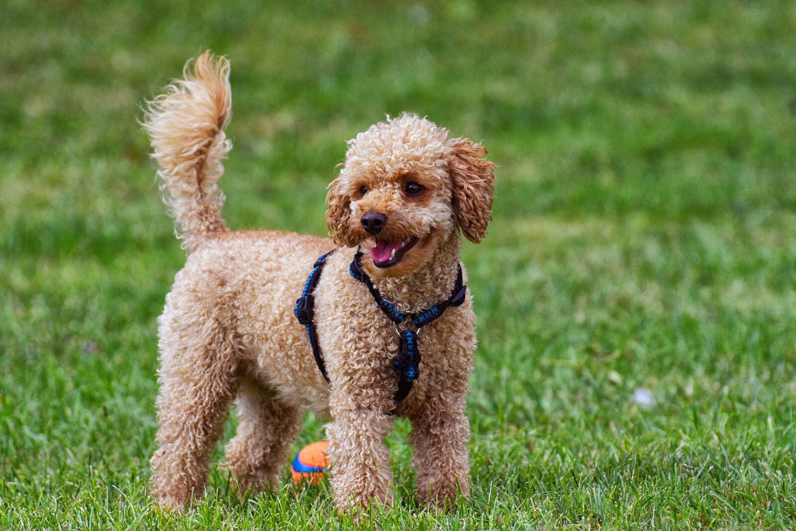 Nikon D7200 sample photo. Poodle, dog, pet photography