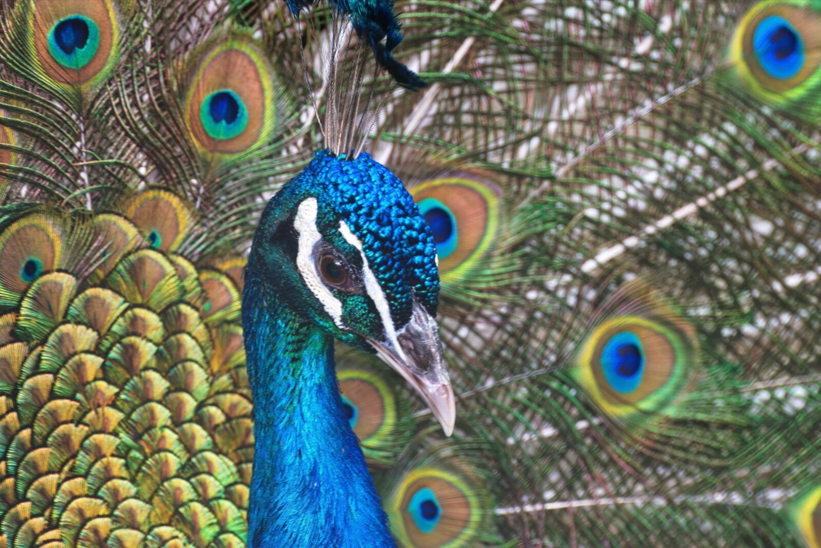 Nikon D5300 sample photo. Peacock, head, beak photography