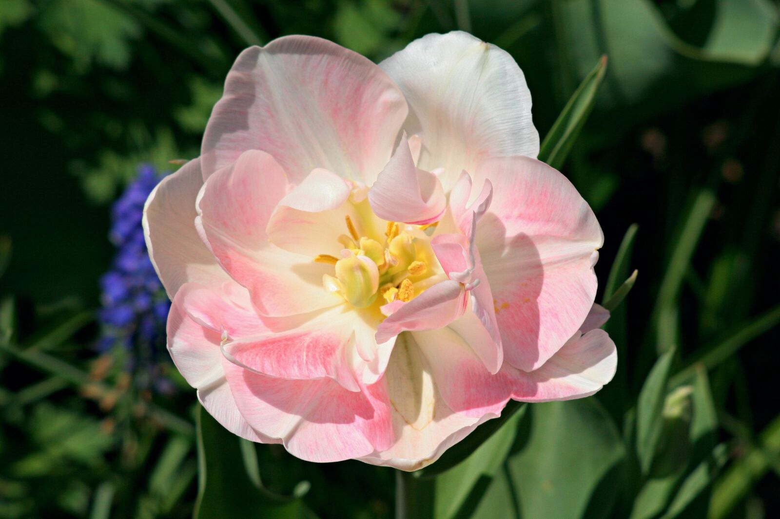 Canon EOS 20D sample photo. Tulip, pink, spring photography