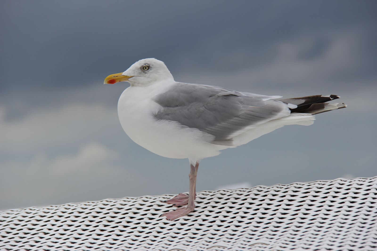Canon EF-S 18-200mm F3.5-5.6 IS sample photo. Bird, sea, nature photography