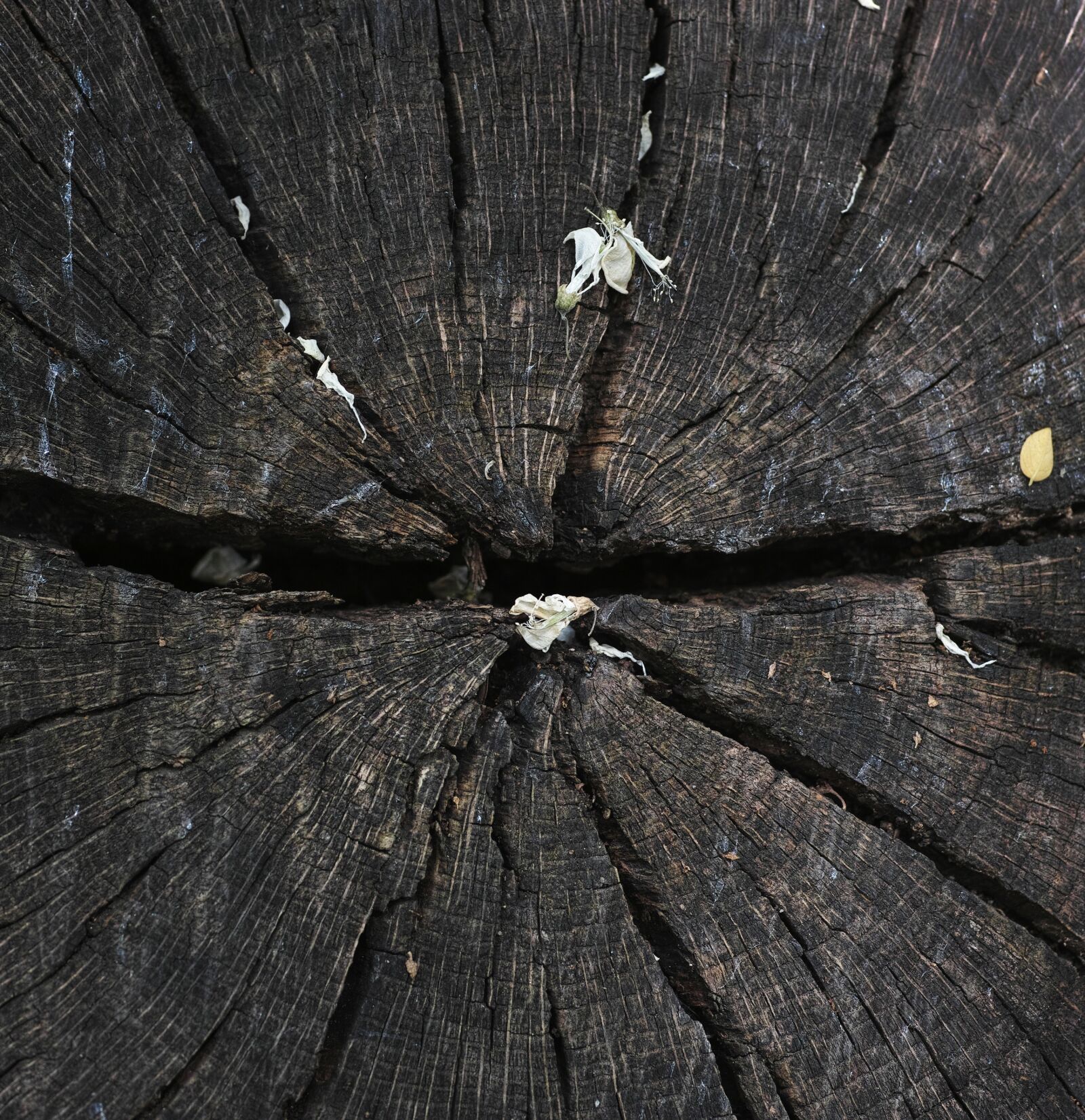Sigma DP3 Merrill sample photo. Tree, texture, macro photography